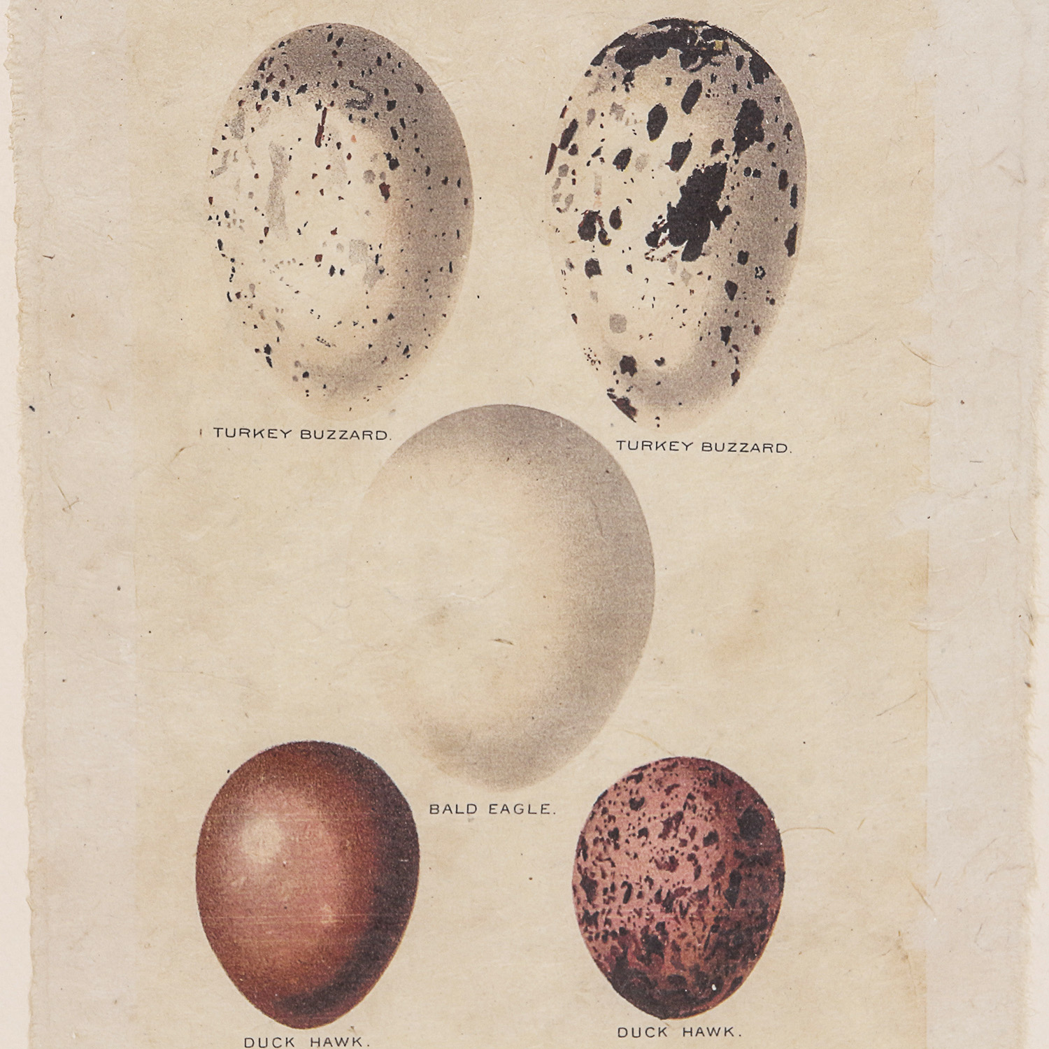 Set of Framed Vintage Lithograph Bird Egg Prints by J.W. Frohawk