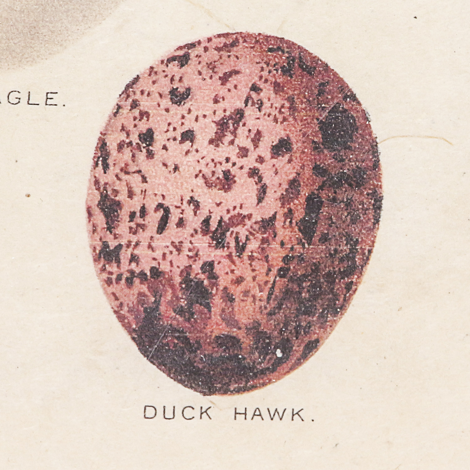 Set of Framed Vintage Lithograph Bird Egg Prints by J.W. Frohawk