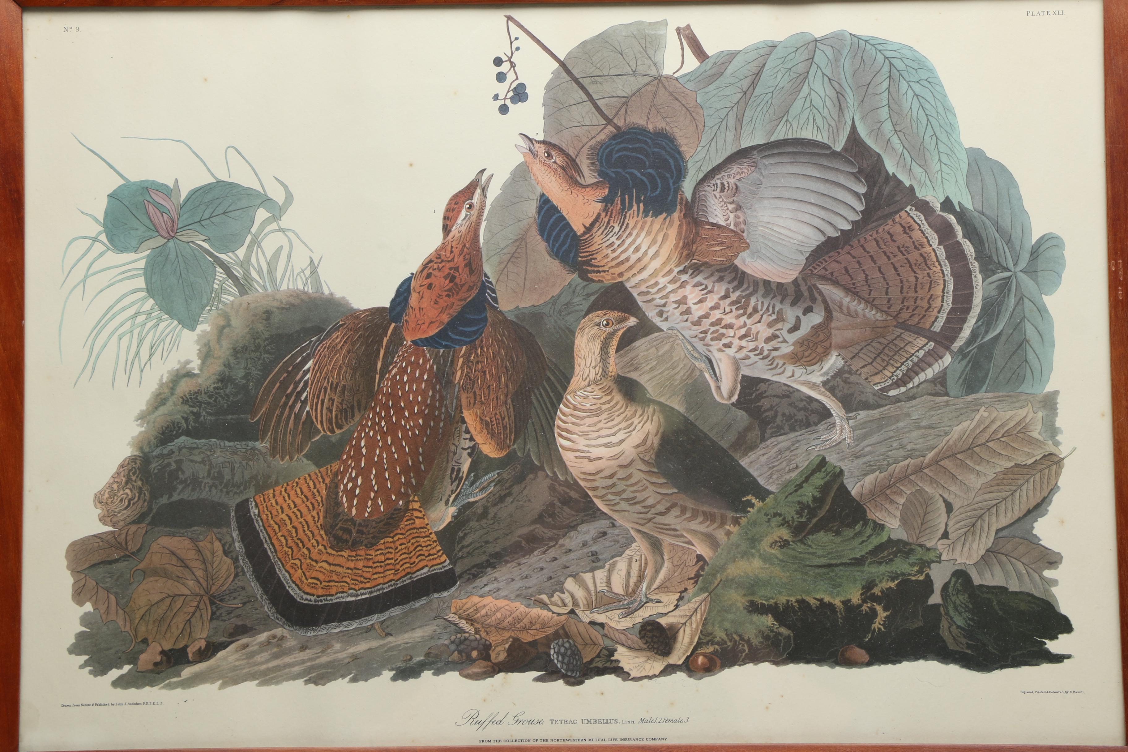 After John J. Audubon and R. Havell Offset Lithographs "Ruffed Grouse" and "Mallard Duck"
