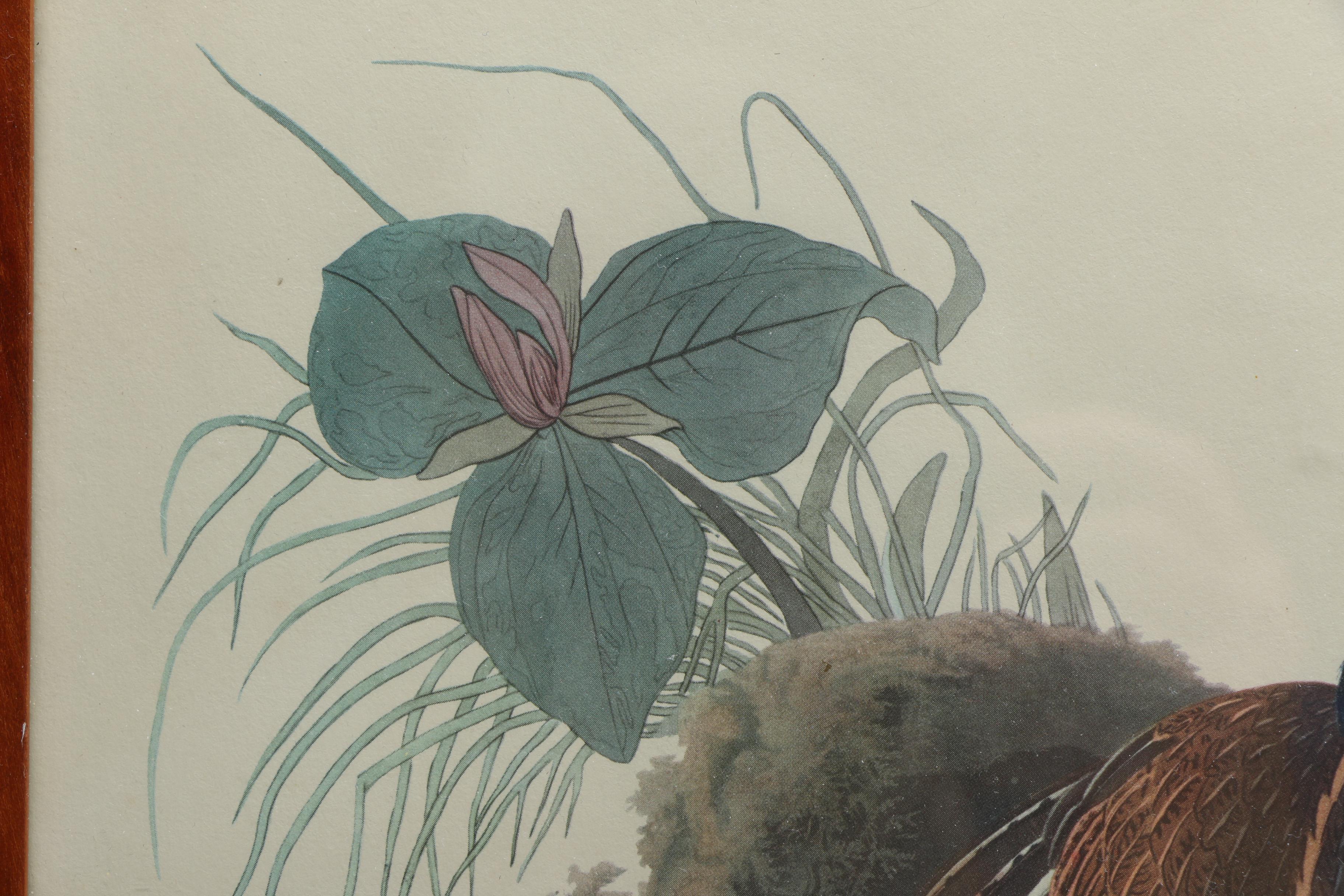 After John J. Audubon and R. Havell Offset Lithographs "Ruffed Grouse" and "Mallard Duck"