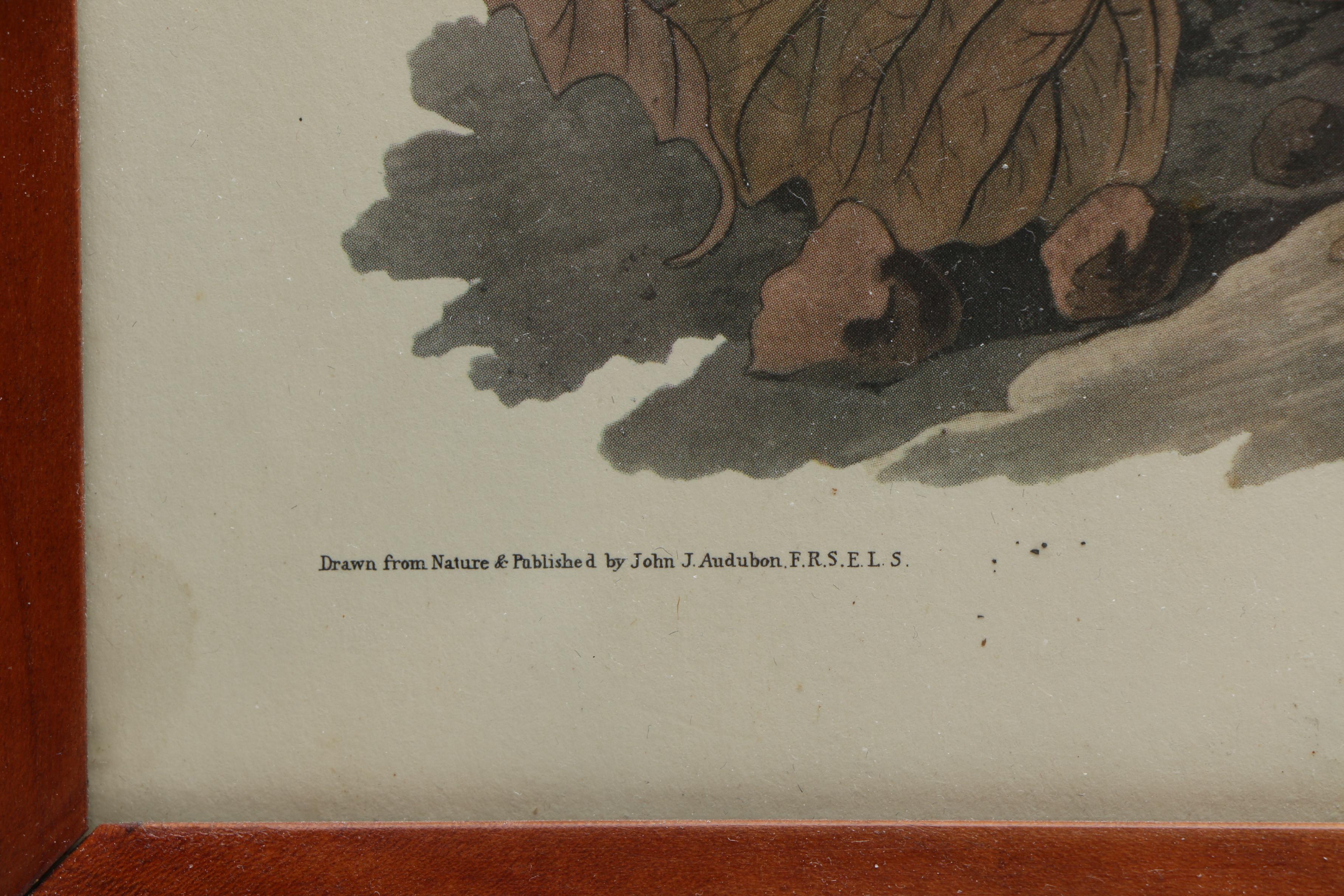 After John J. Audubon and R. Havell Offset Lithographs "Ruffed Grouse" and "Mallard Duck"