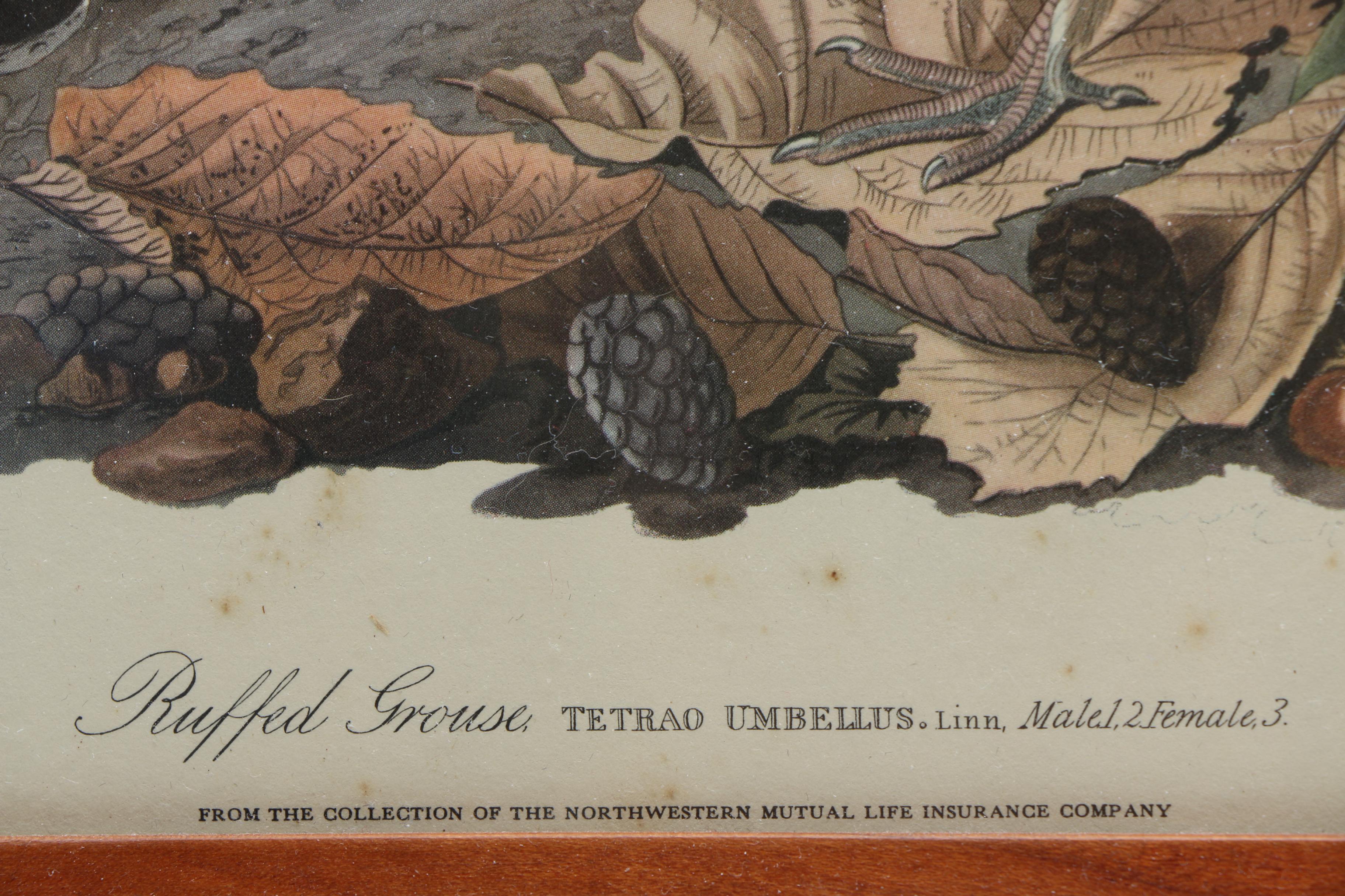 After John J. Audubon and R. Havell Offset Lithographs "Ruffed Grouse" and "Mallard Duck"