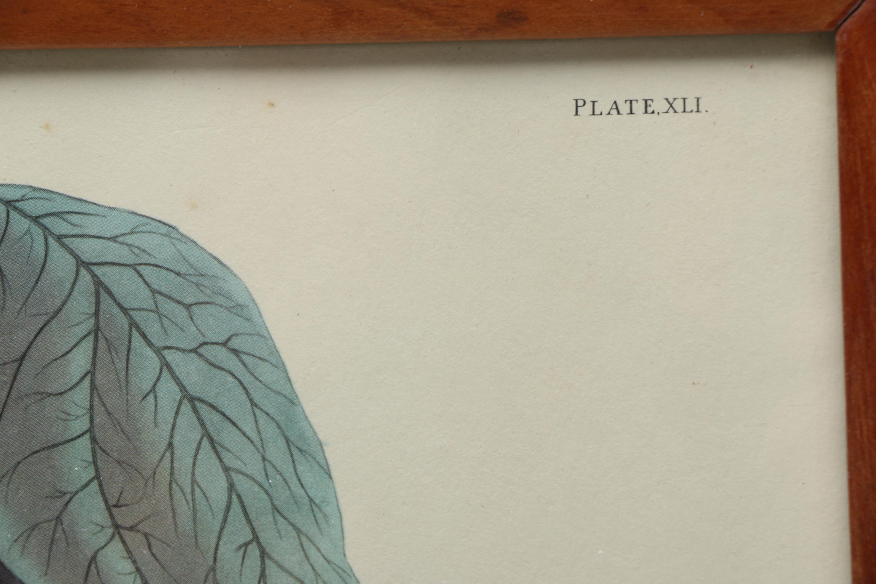 After John J. Audubon and R. Havell Offset Lithographs "Ruffed Grouse" and "Mallard Duck"