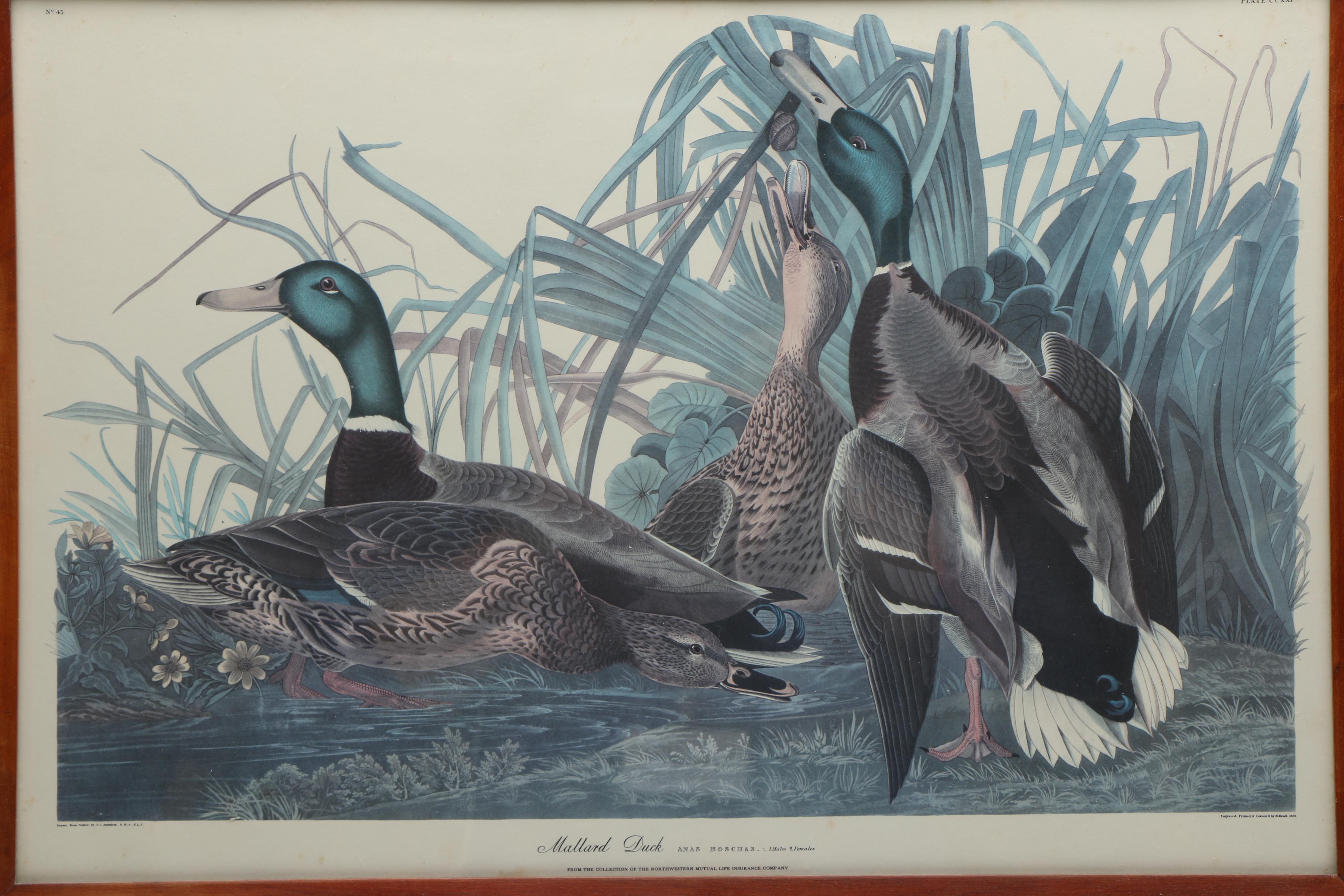 After John J. Audubon and R. Havell Offset Lithographs "Ruffed Grouse" and "Mallard Duck"