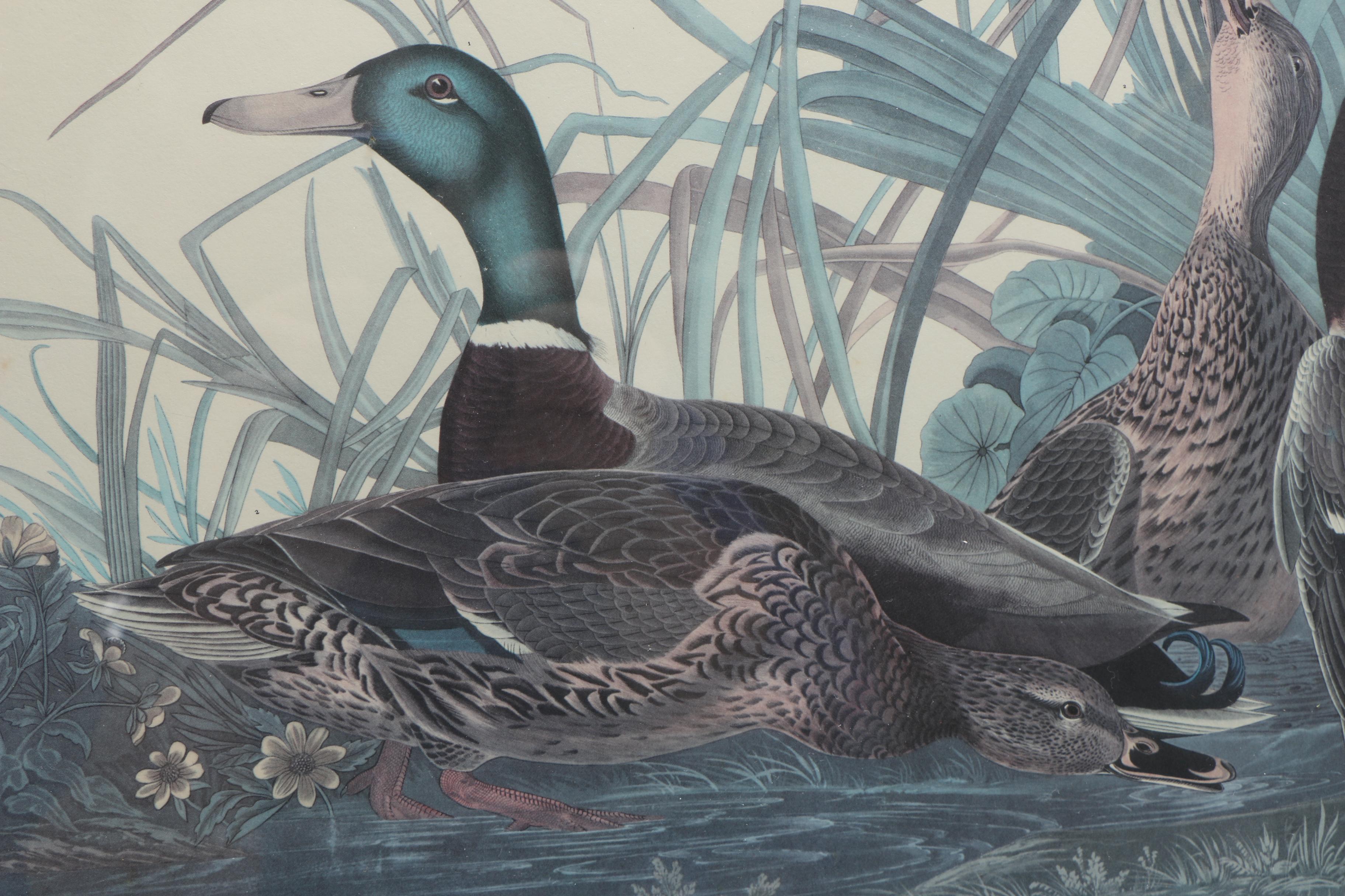 After John J. Audubon and R. Havell Offset Lithographs "Ruffed Grouse" and "Mallard Duck"
