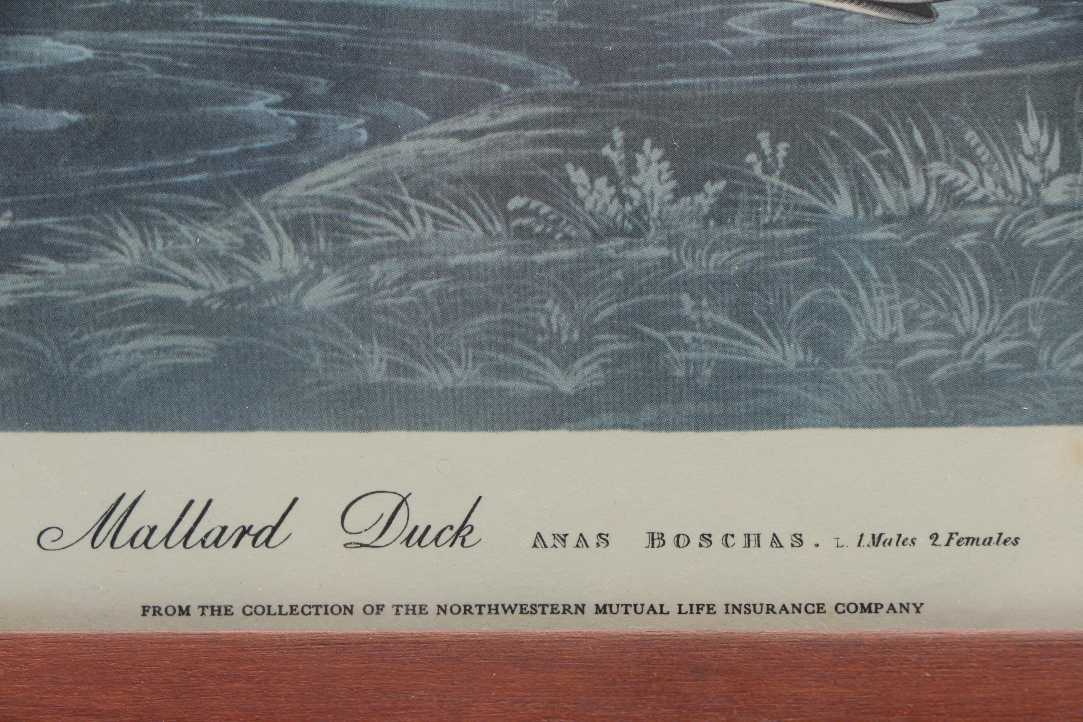 After John J. Audubon and R. Havell Offset Lithographs "Ruffed Grouse" and "Mallard Duck"