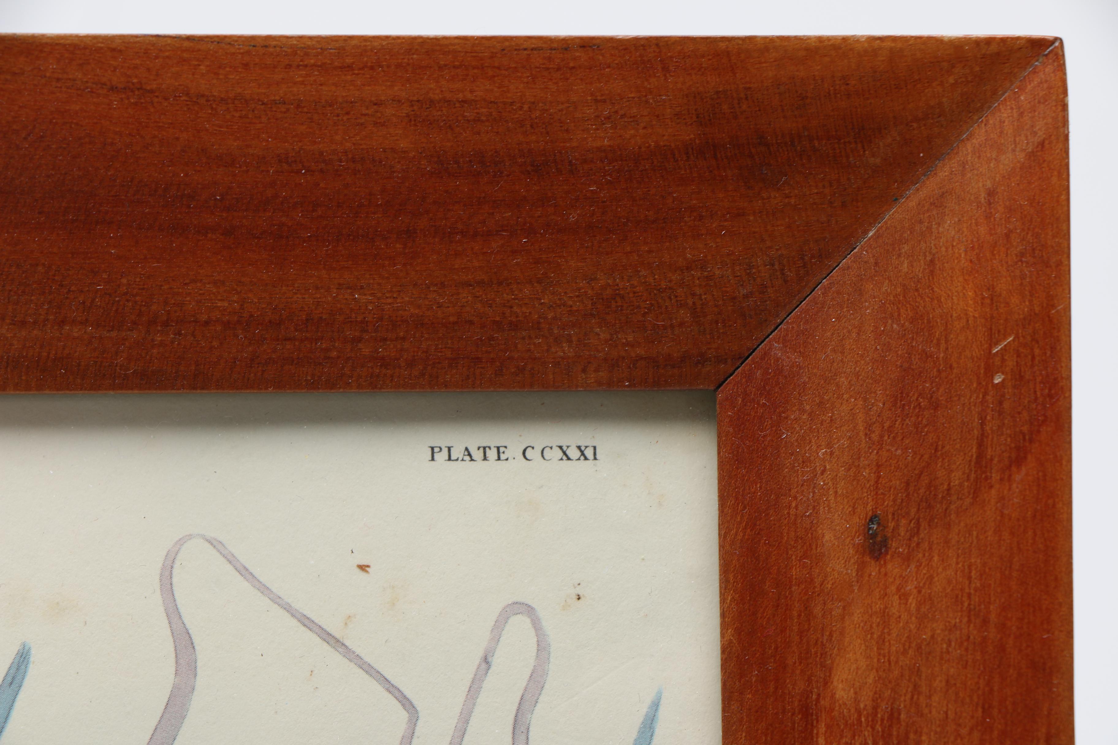 After John J. Audubon and R. Havell Offset Lithographs "Ruffed Grouse" and "Mallard Duck"