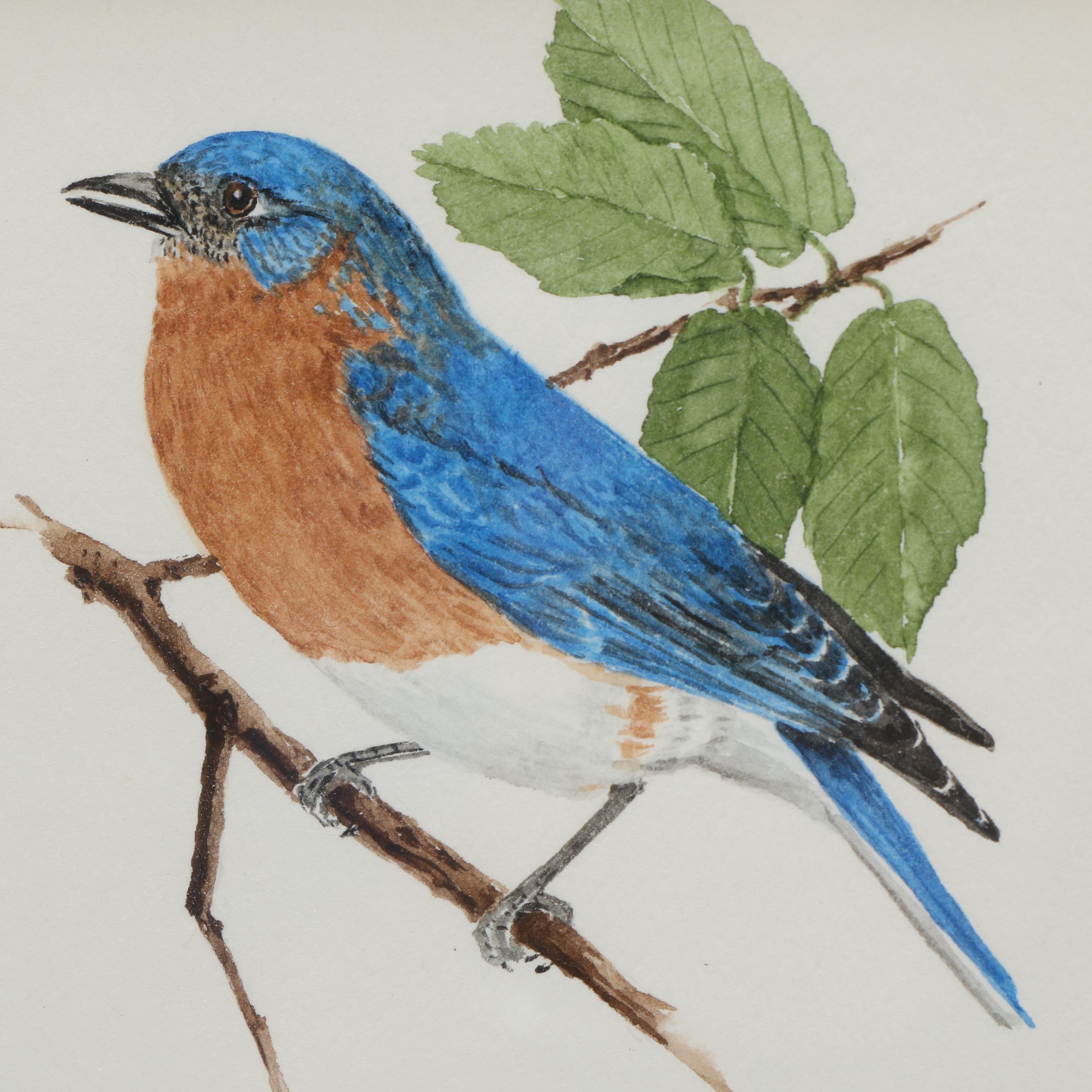 Maxine Watercolor Paintings on Paper of Birds