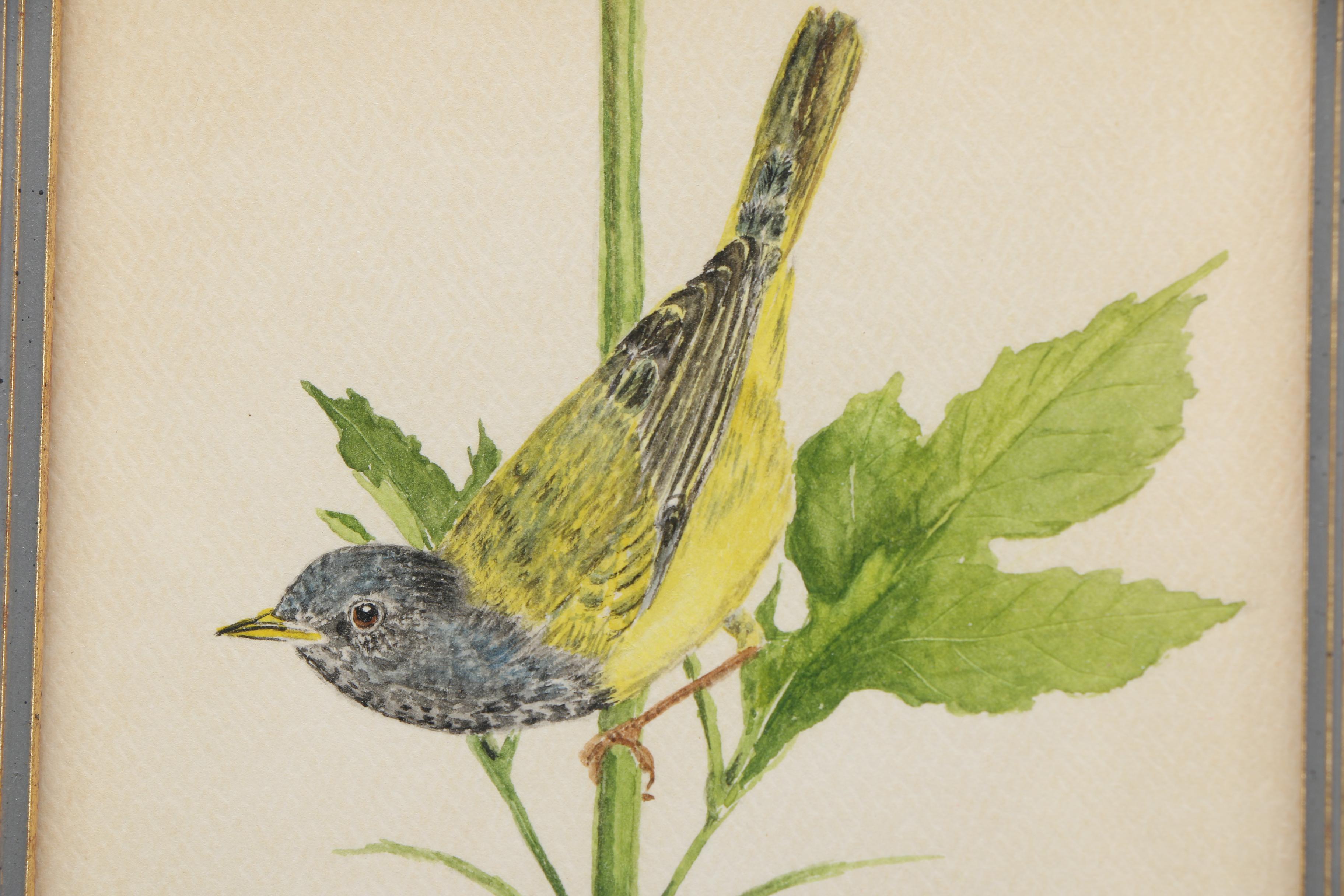 Maxine Watercolor Paintings on Paper of Birds