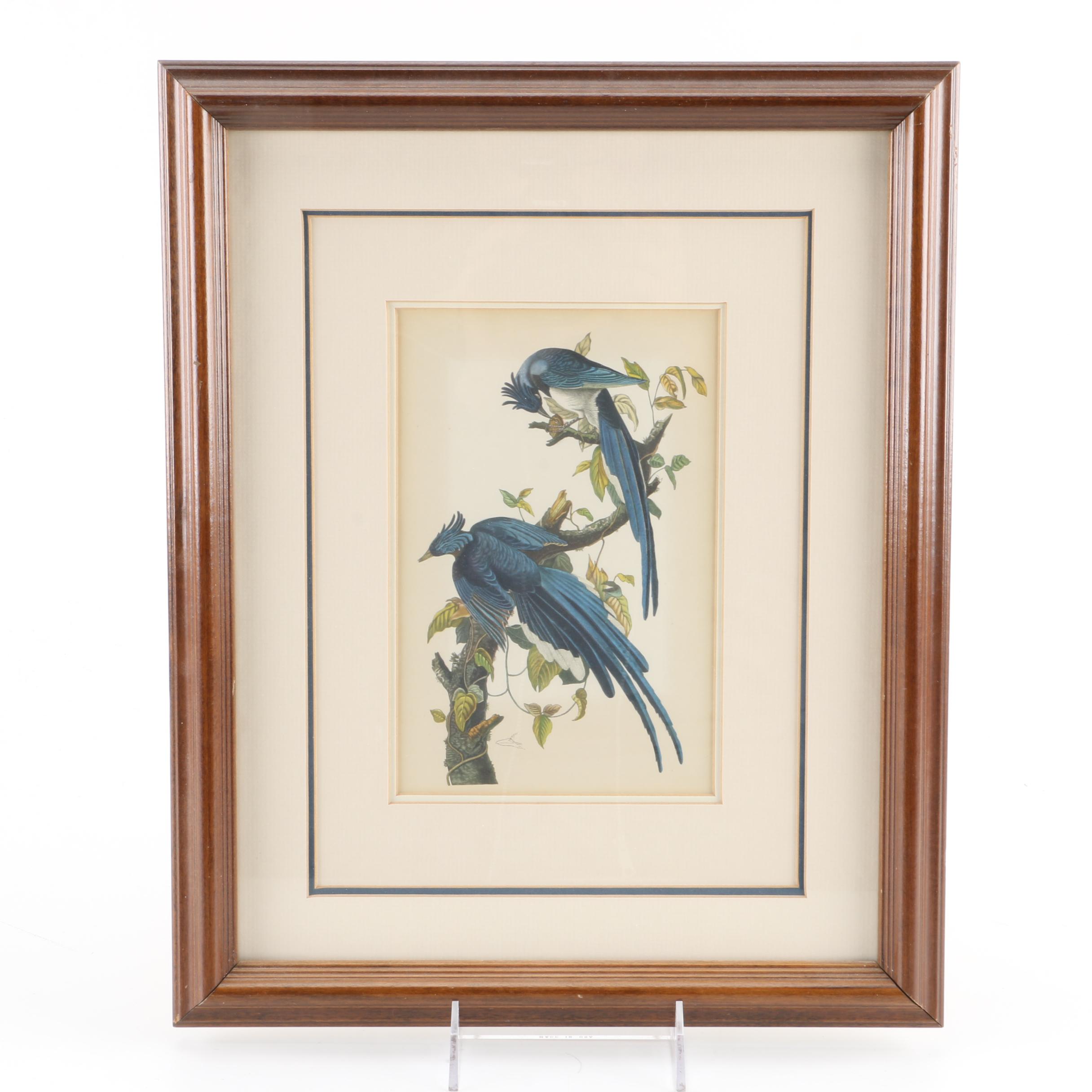 J.J. Audubon Offset Lithograph Print Collie's Magpie-Jay