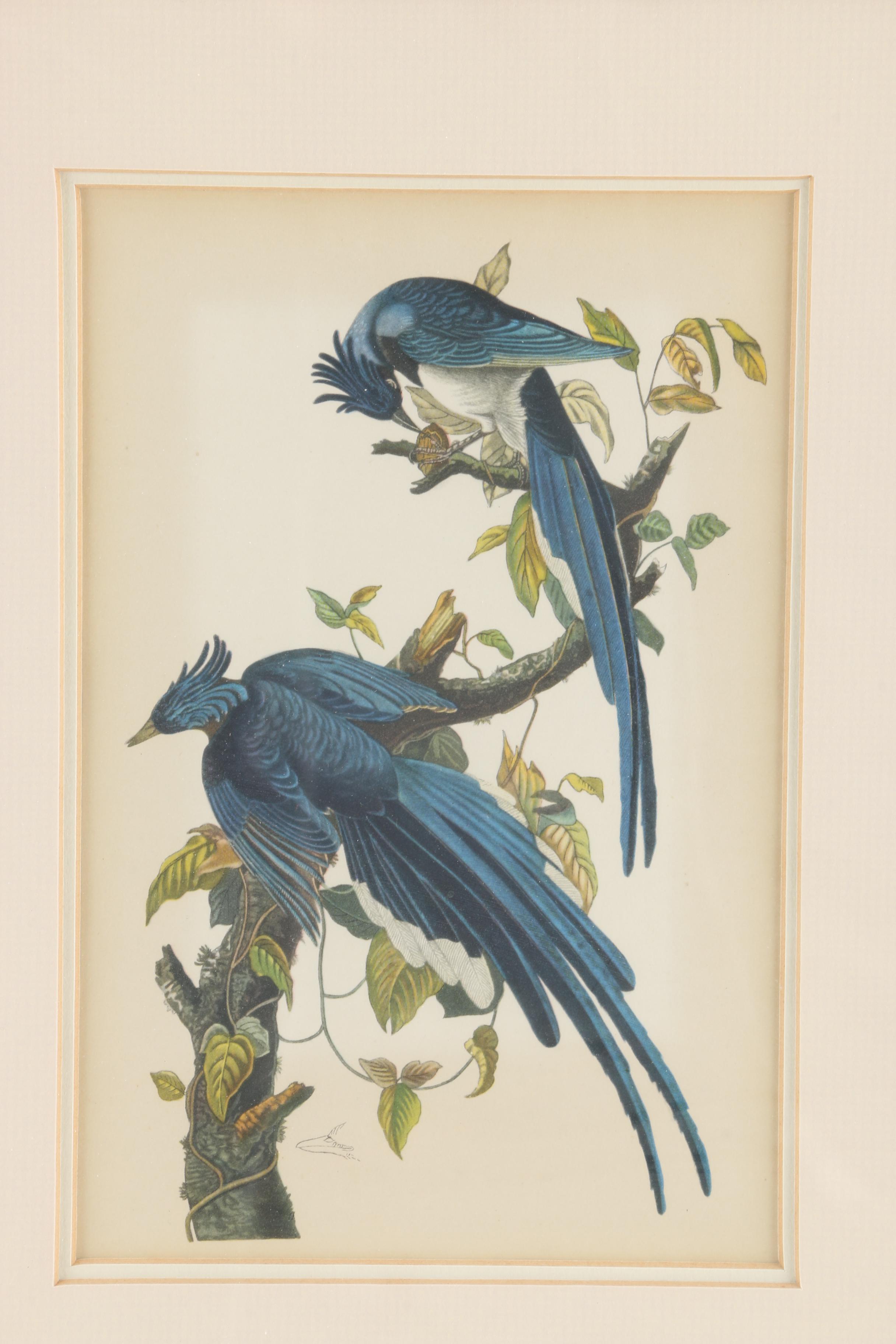 J.J. Audubon Offset Lithograph Print Collie's Magpie-Jay