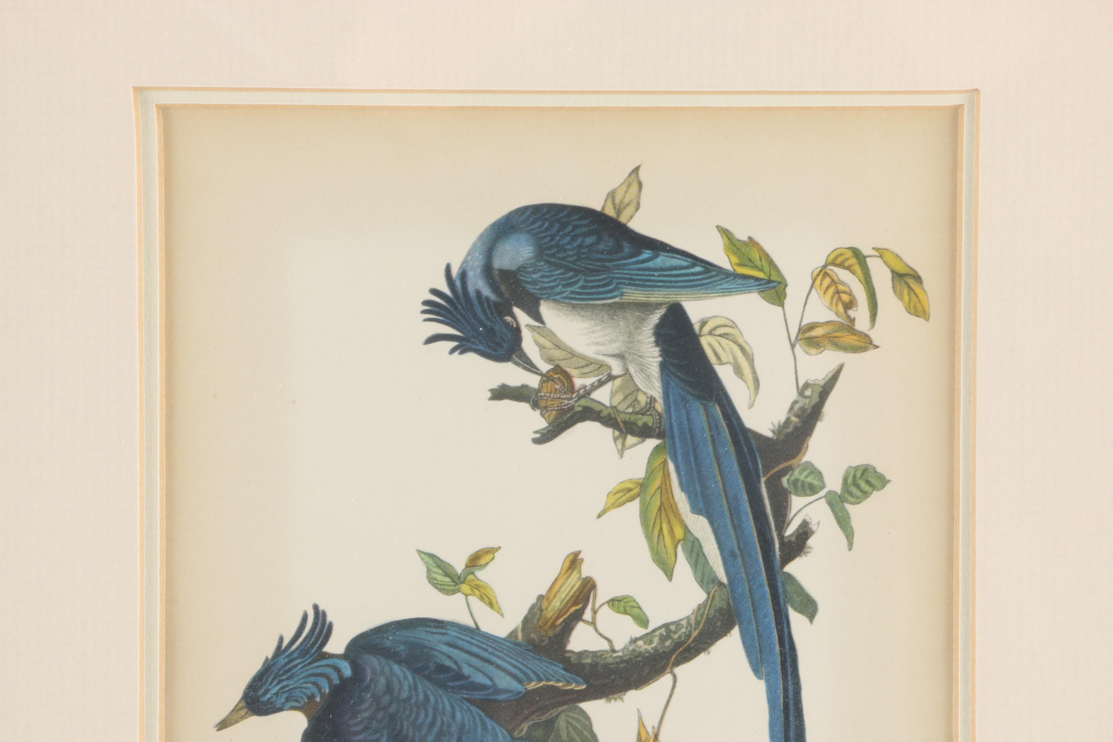 J.J. Audubon Offset Lithograph Print Collie's Magpie-Jay