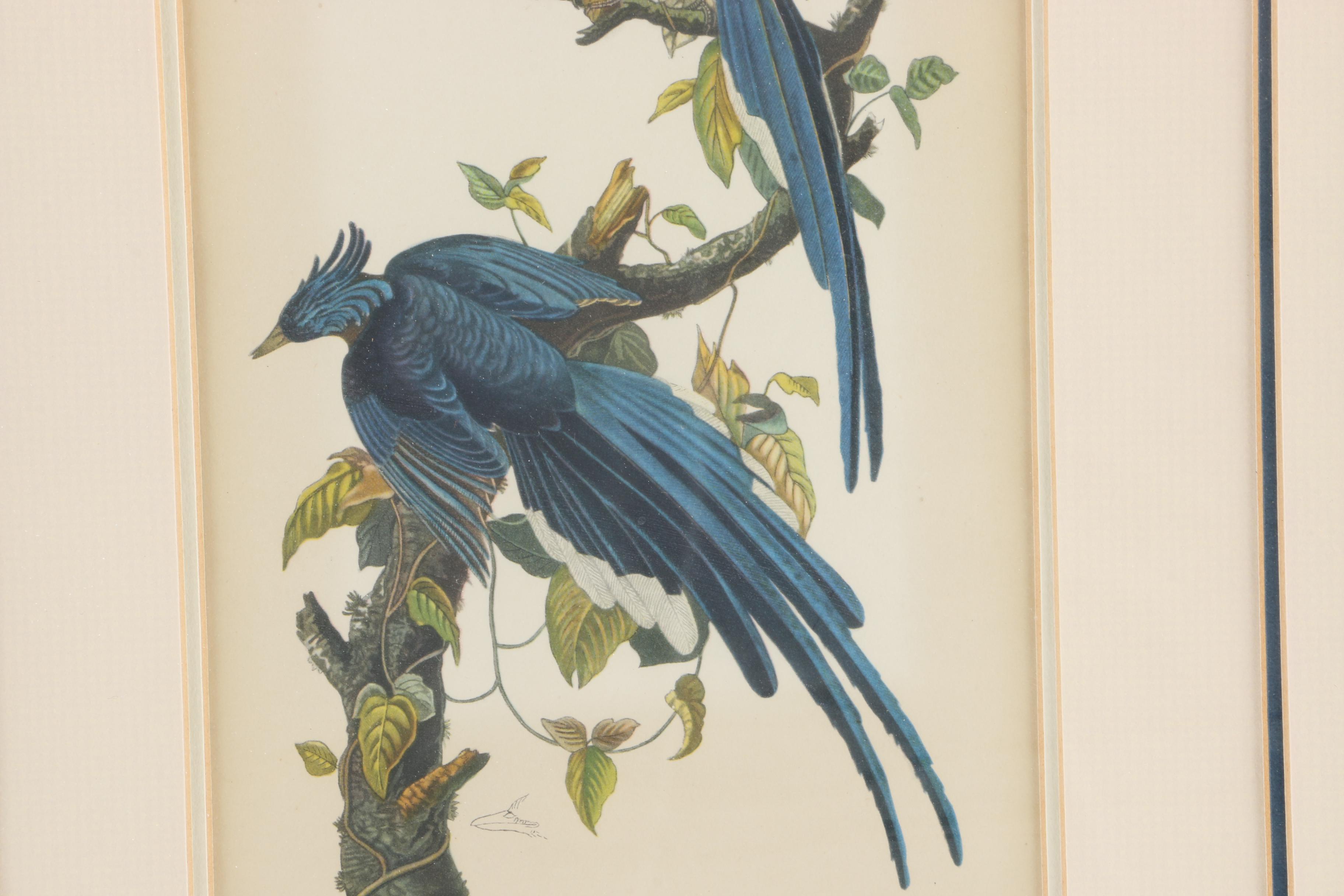 J.J. Audubon Offset Lithograph Print Collie's Magpie-Jay