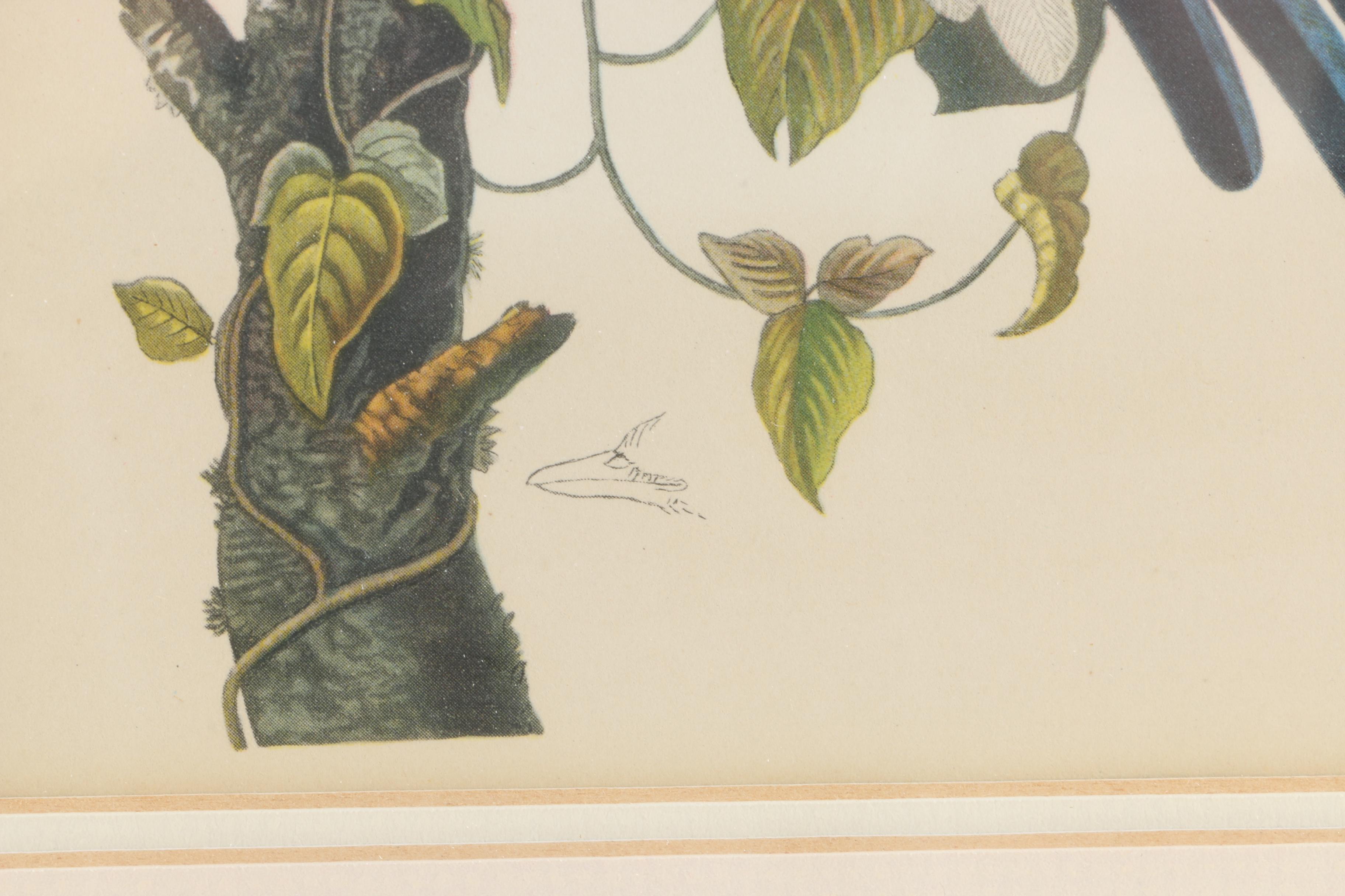 J.J. Audubon Offset Lithograph Print Collie's Magpie-Jay