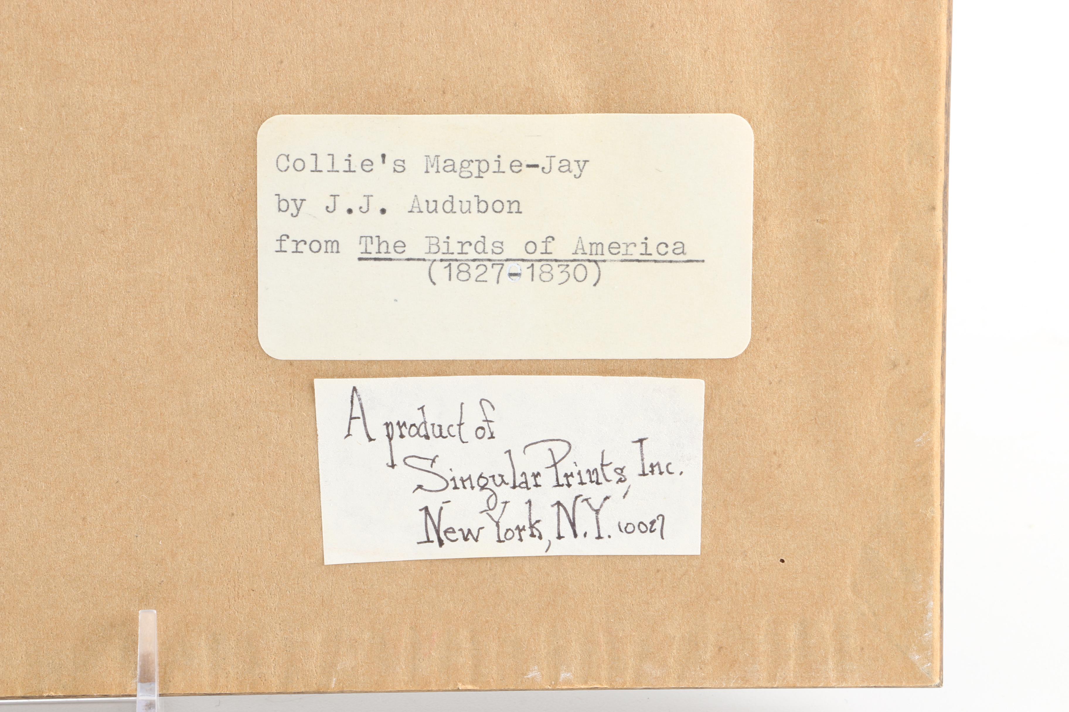 J.J. Audubon Offset Lithograph Print Collie's Magpie-Jay