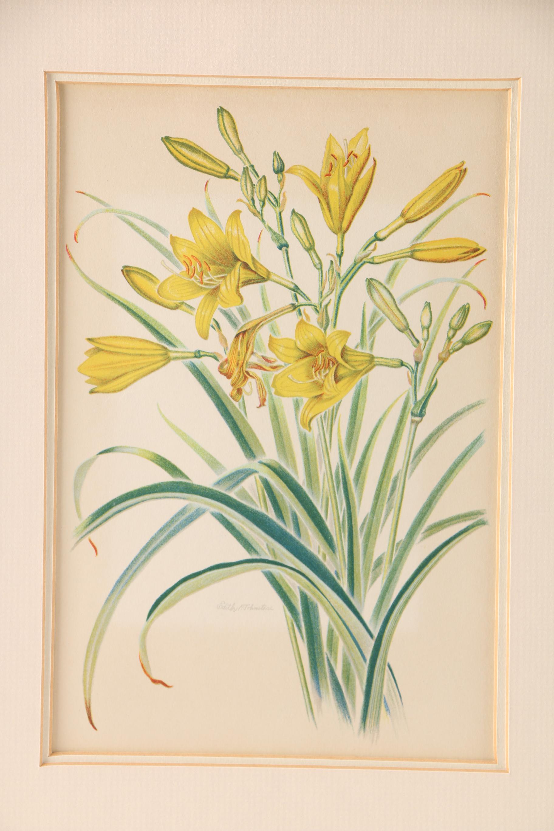 After Edith F. Johnston Framed Lithograph "Lemon Day-Lilly"