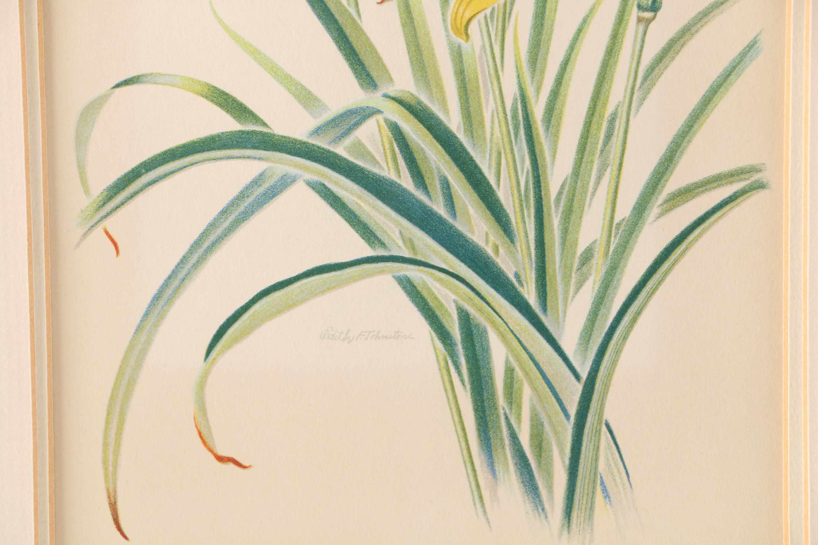 After Edith F. Johnston Framed Lithograph "Lemon Day-Lilly"