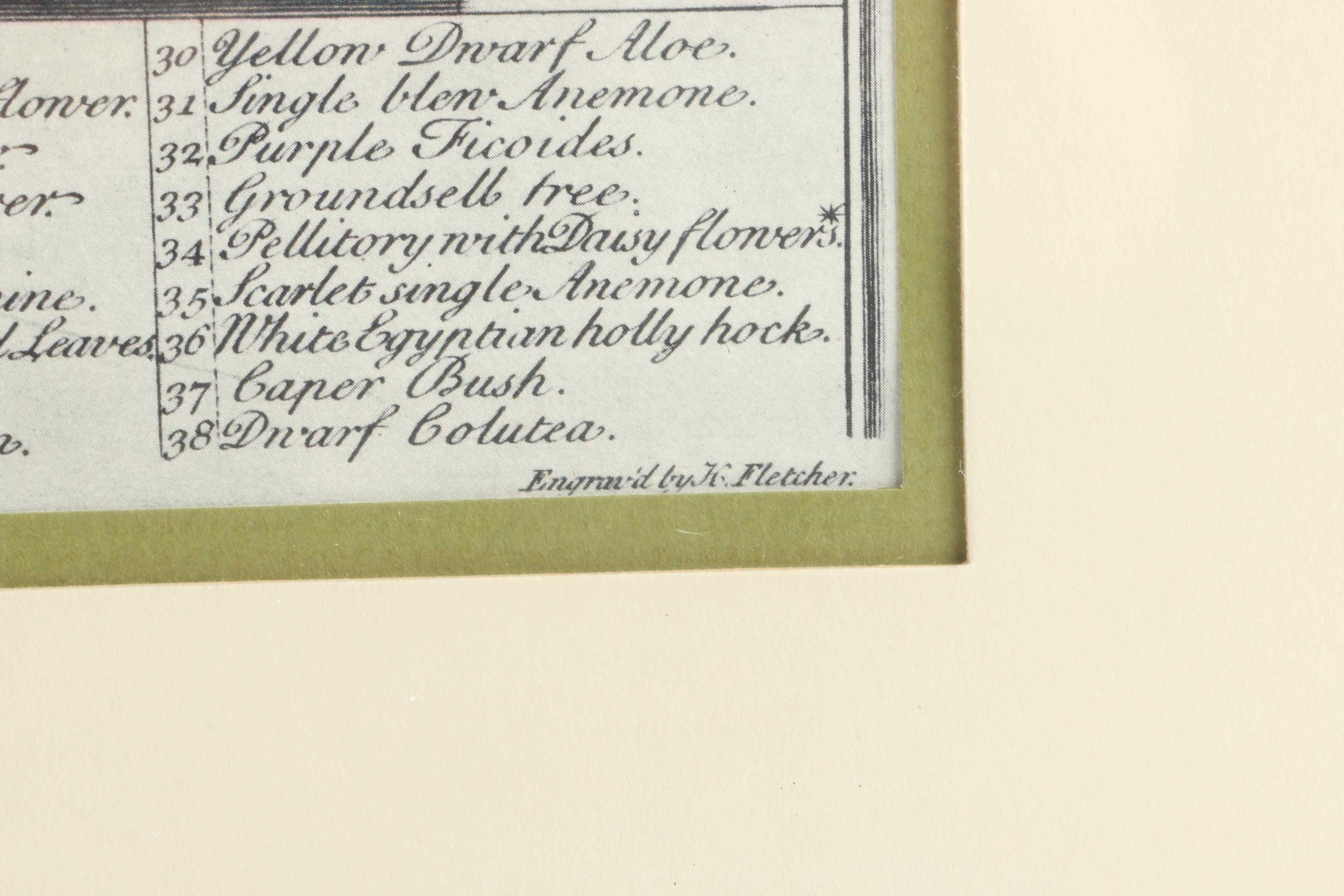 Offset Lithographs After Pieter Casteels "Twelve Months of Flowers": "August" and "November"