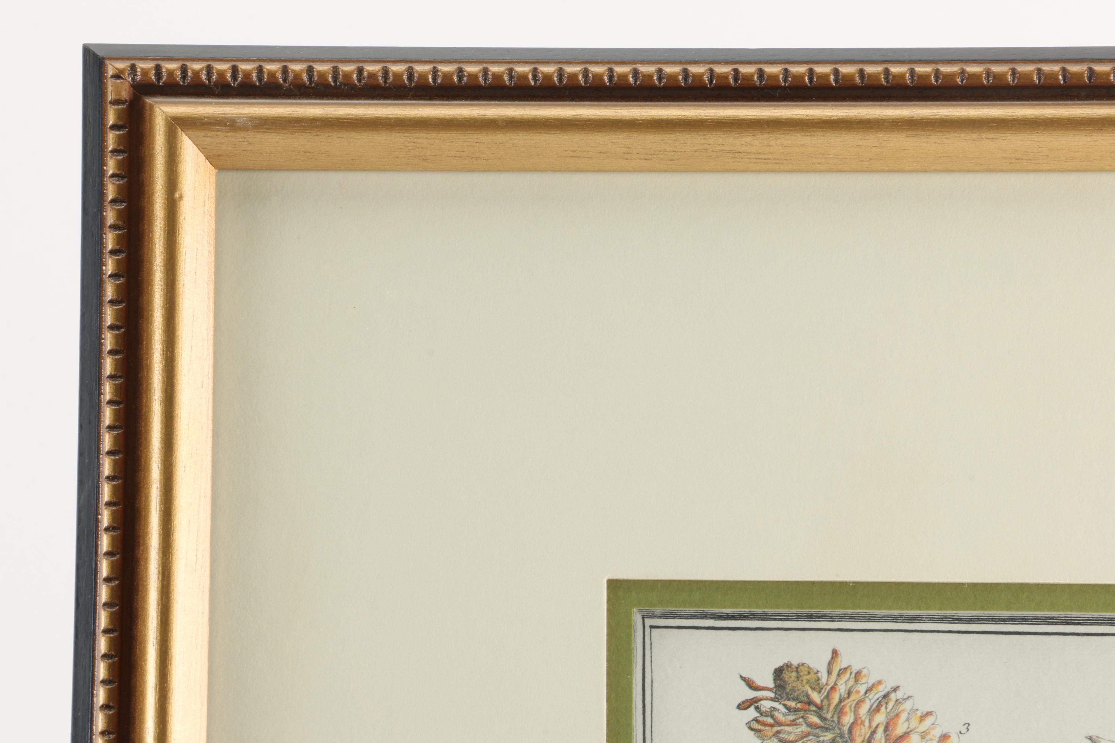 Offset Lithographs After Pieter Casteels "Twelve Months of Flowers": "August" and "November"