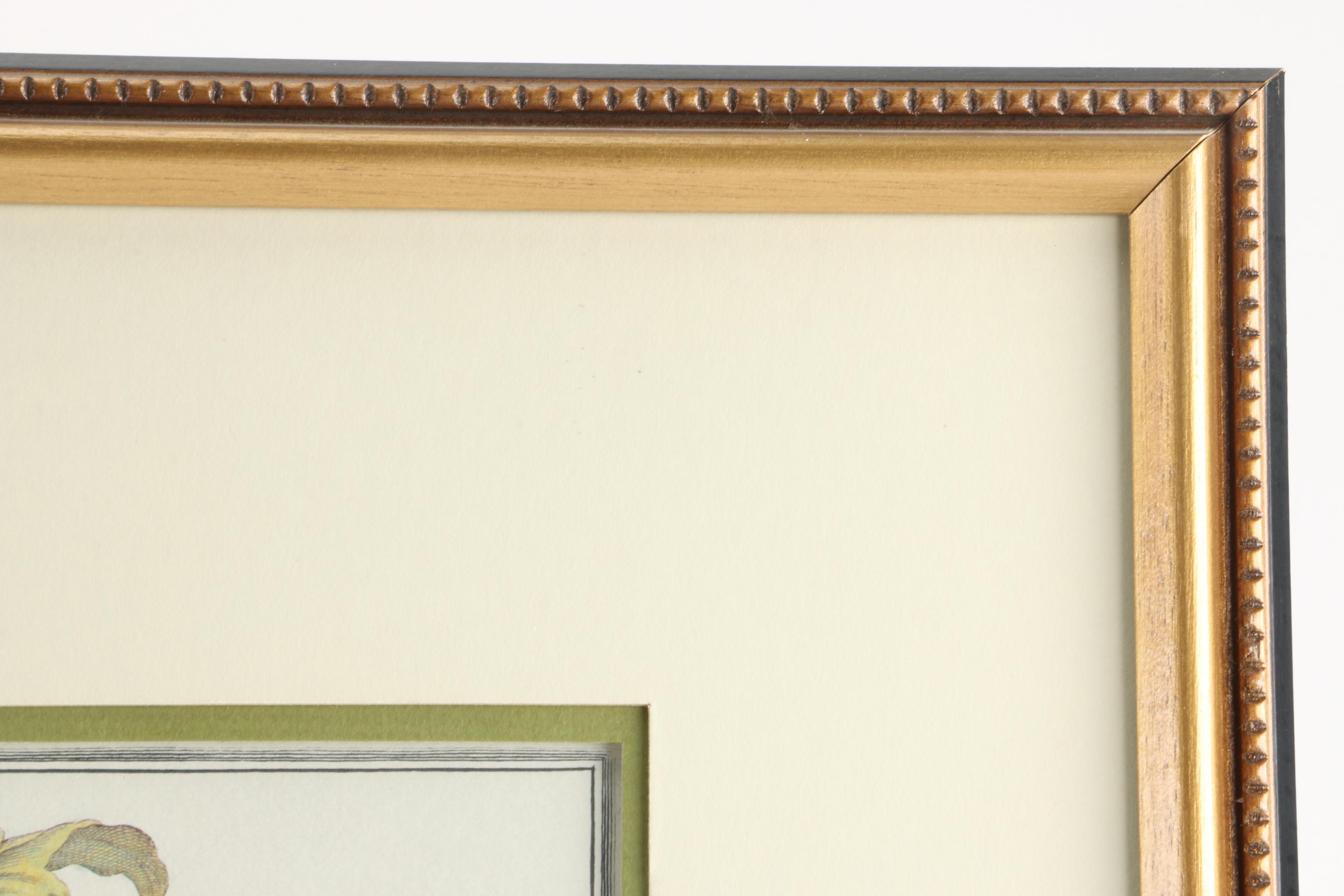 Offset Lithographs After Pieter Casteels "Twelve Months of Flowers": "August" and "November"