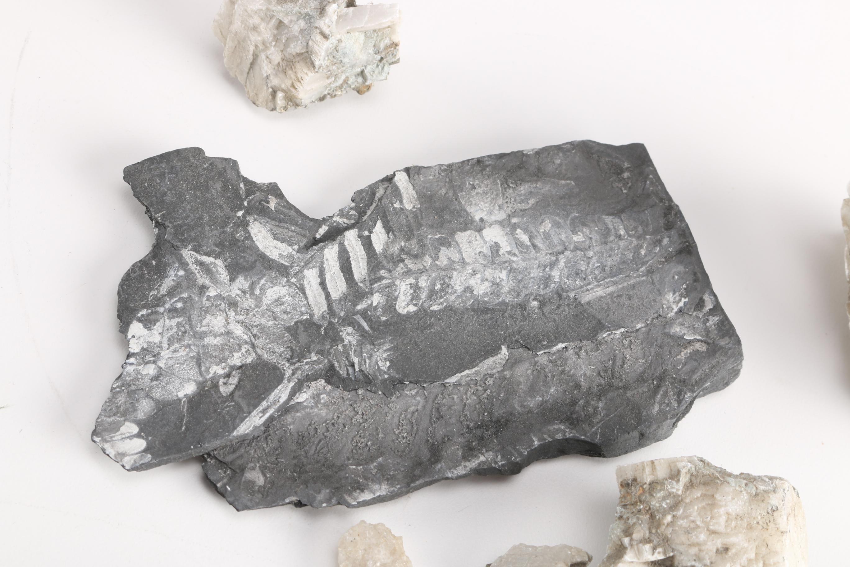 Minerals and Fossils