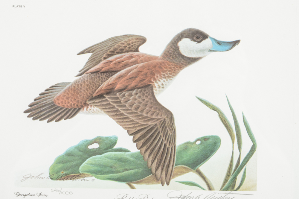 John A. Ruthven Limited Edition Offset Lithograph "Ruddy Duck"