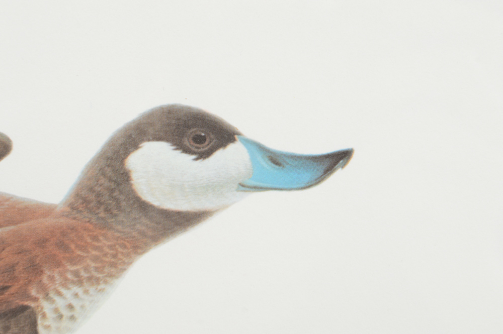John A. Ruthven Limited Edition Offset Lithograph "Ruddy Duck"