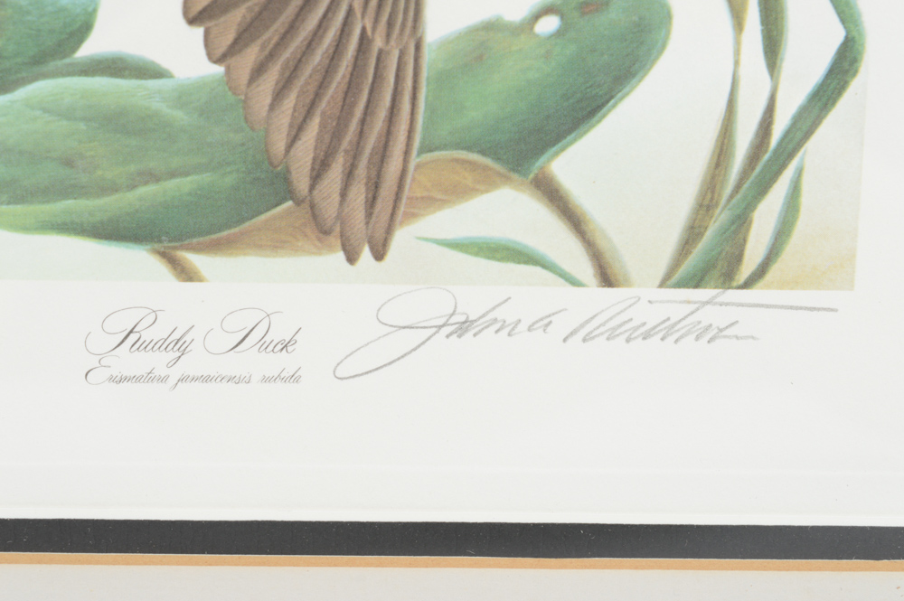 John A. Ruthven Limited Edition Offset Lithograph "Ruddy Duck"