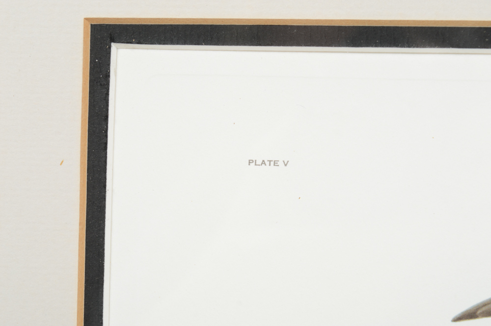 John A. Ruthven Limited Edition Offset Lithograph "Ruddy Duck"