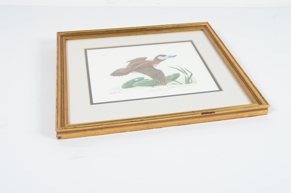 John A. Ruthven Limited Edition Offset Lithograph "Ruddy Duck"