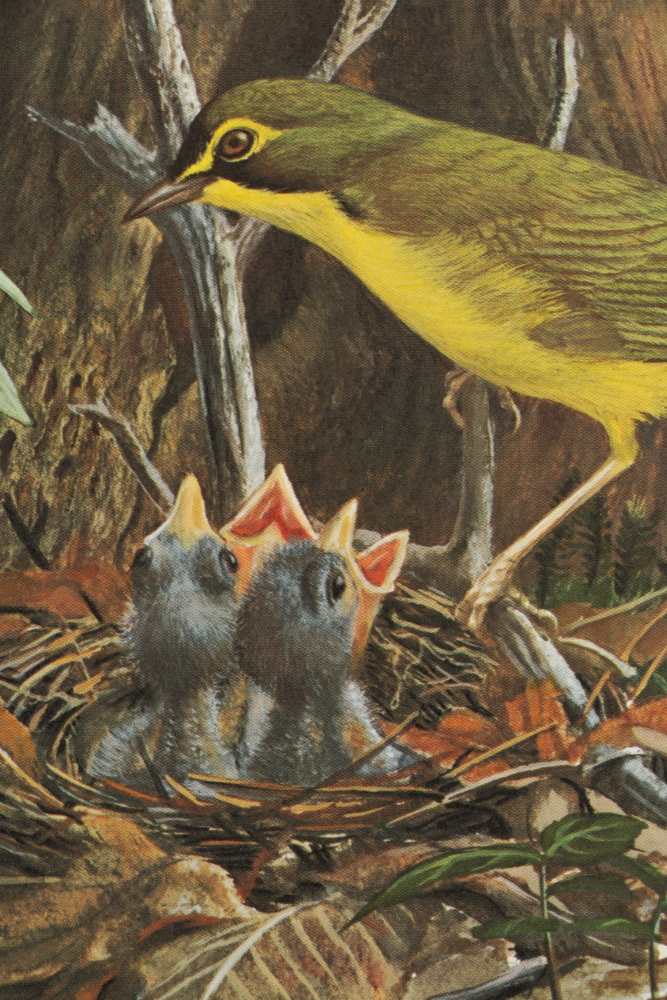 Ray Harm Offset Lithographs "Kentucky Warble" "Summer Tanager" and "Flicker"