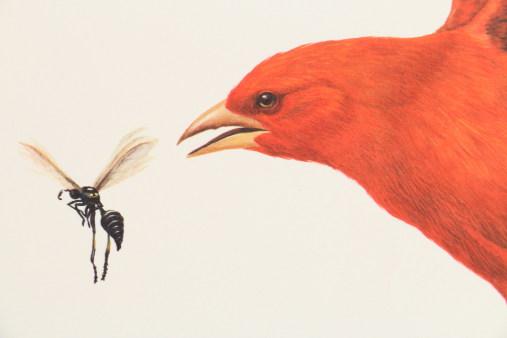 Ray Harm Offset Lithographs "Kentucky Warble" "Summer Tanager" and "Flicker"