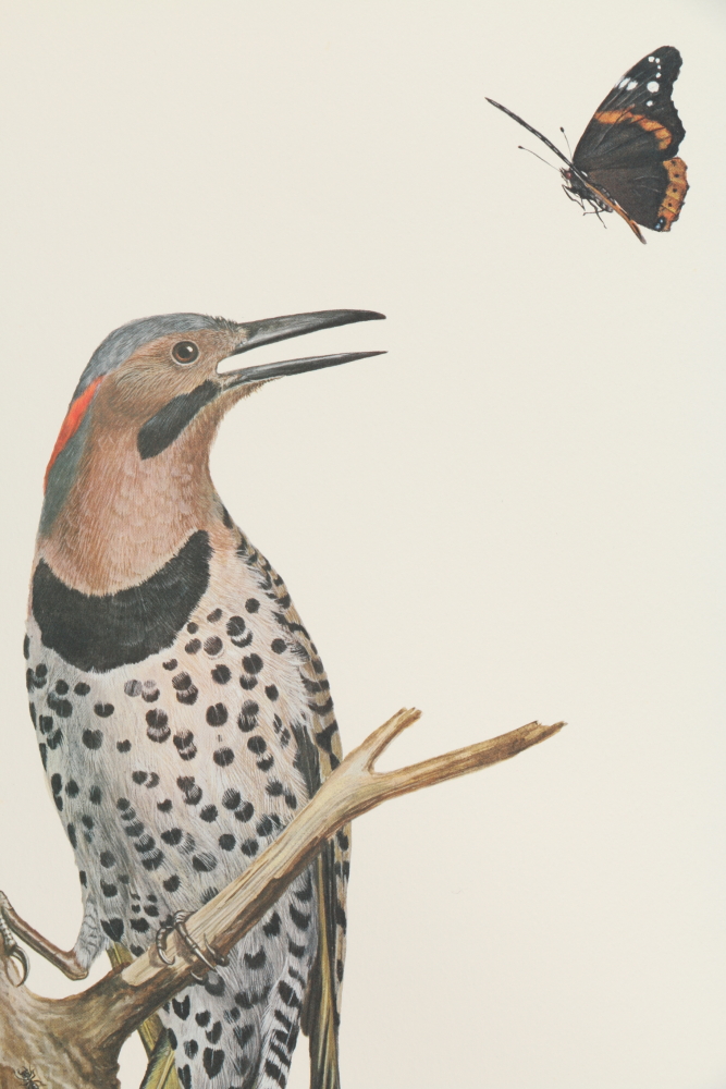 Ray Harm Offset Lithographs "Kentucky Warble" "Summer Tanager" and "Flicker"