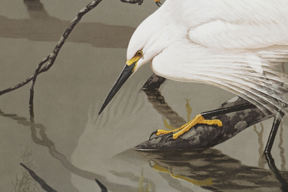 Coheleach, Harm, and Eckelberry Offset Lithographs of American Wildlife