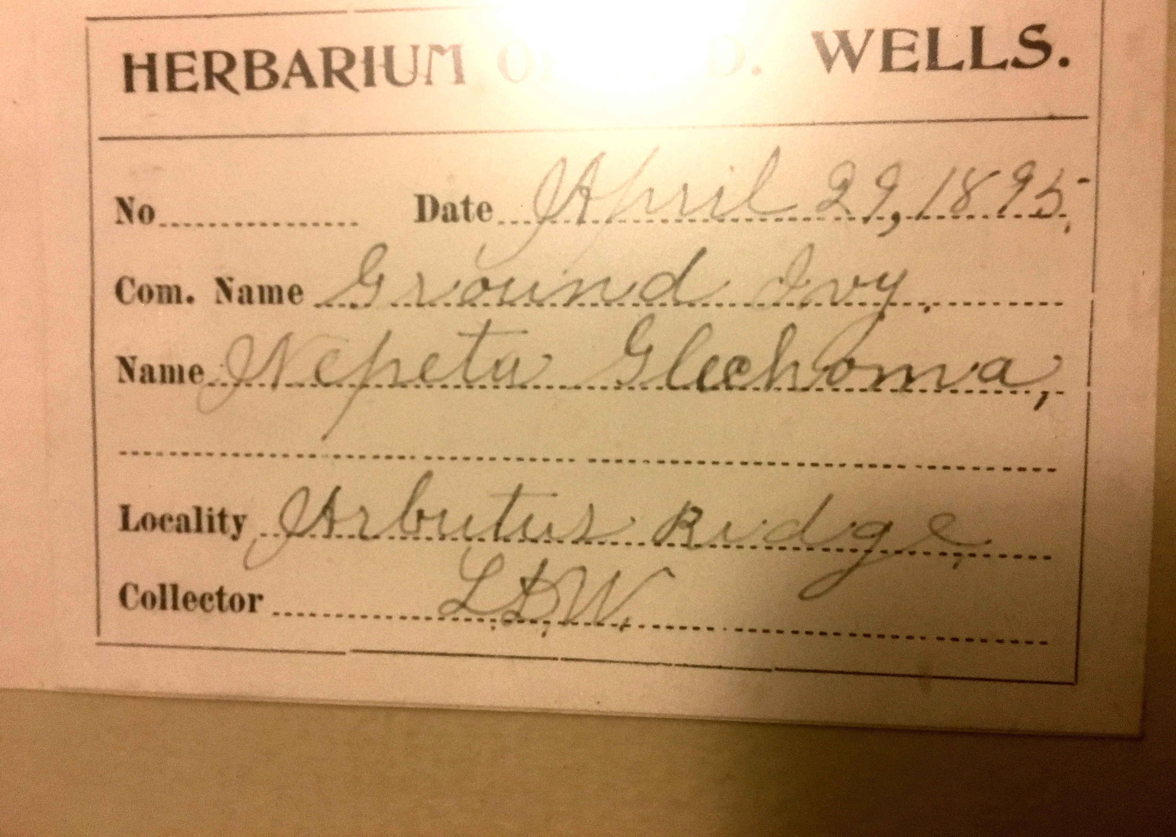 Antique Herbarium Specimens Dating to 1895