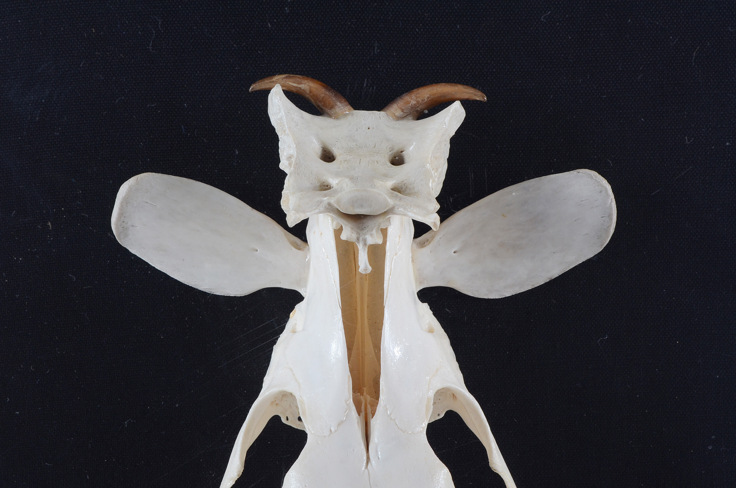 Bone Sculpture by Jan Knoop