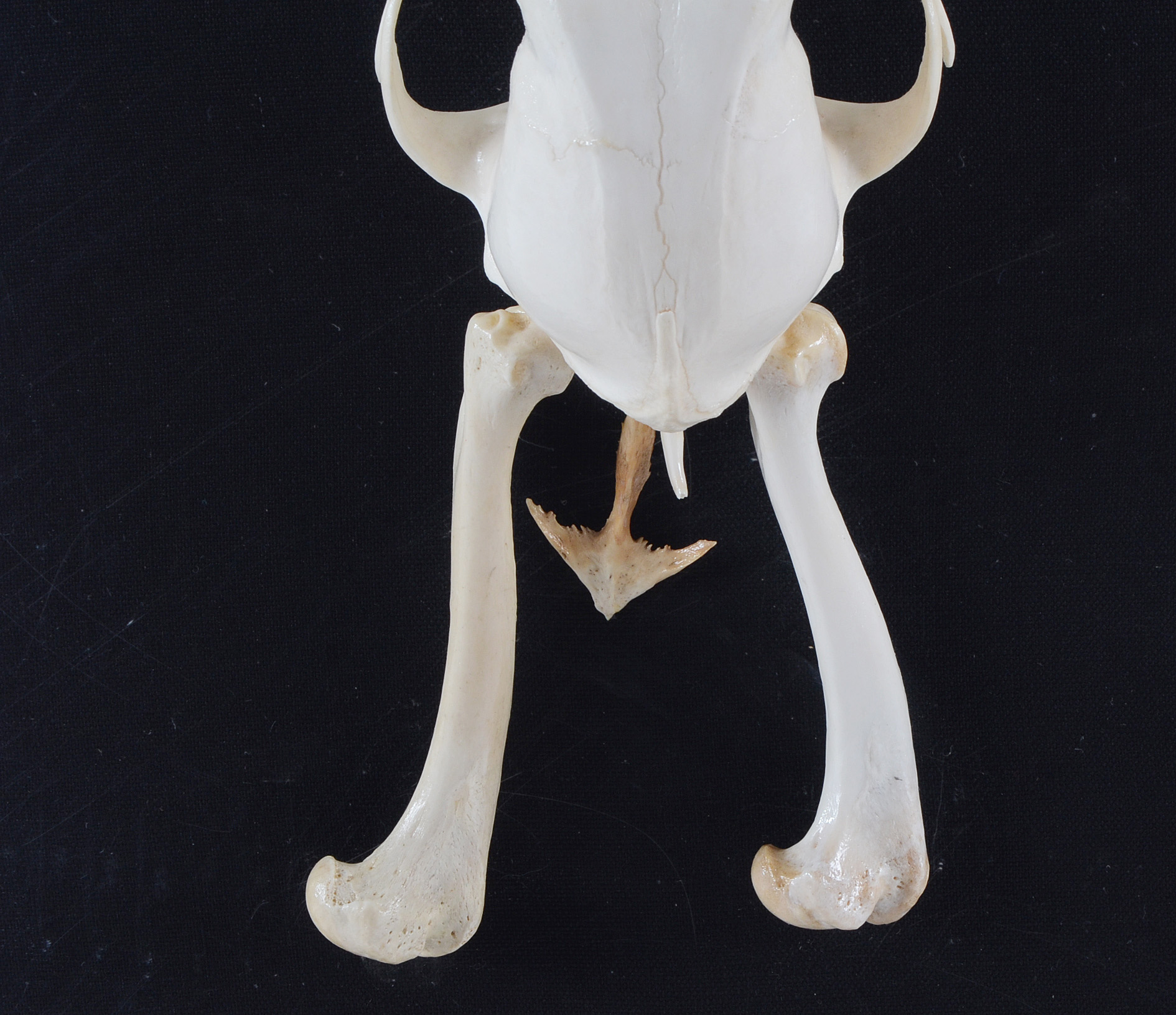 Bone Sculpture by Jan Knoop