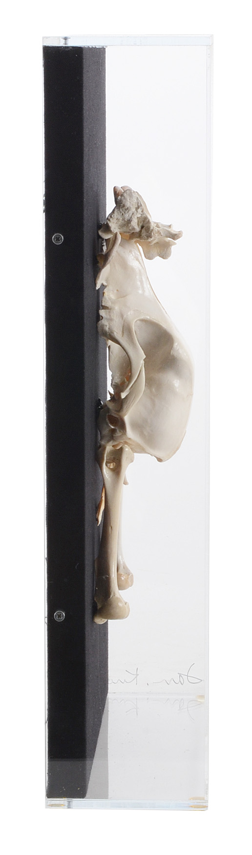 Bone Sculpture by Jan Knoop