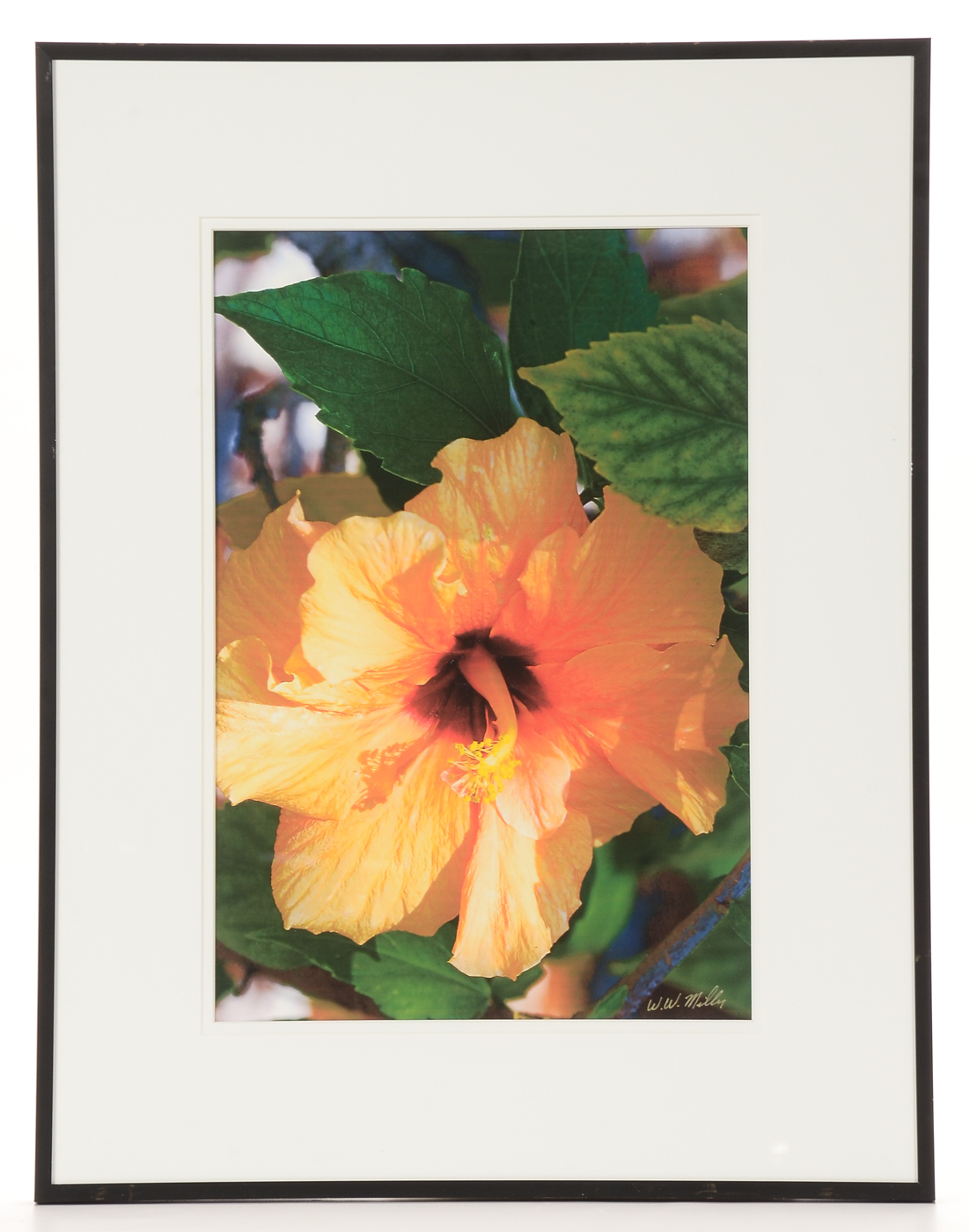 Three W.W. Miller Digital Photographic Prints of Flowers