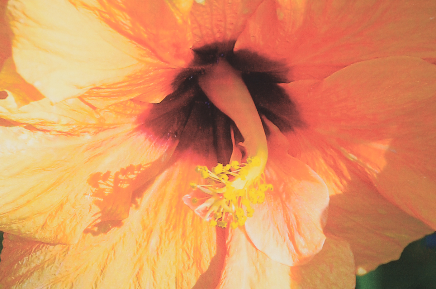 Three W.W. Miller Digital Photographic Prints of Flowers