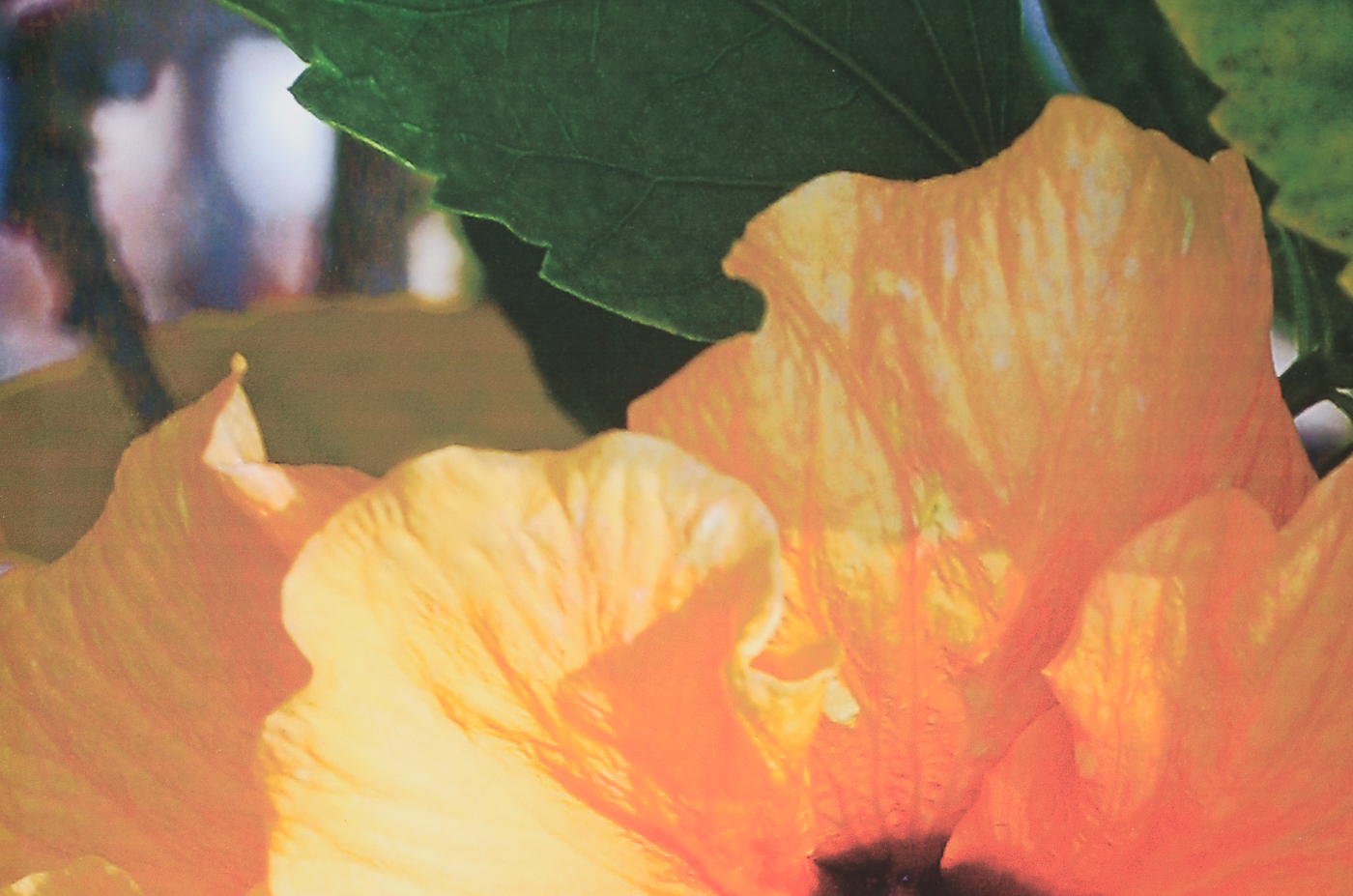 Three W.W. Miller Digital Photographic Prints of Flowers