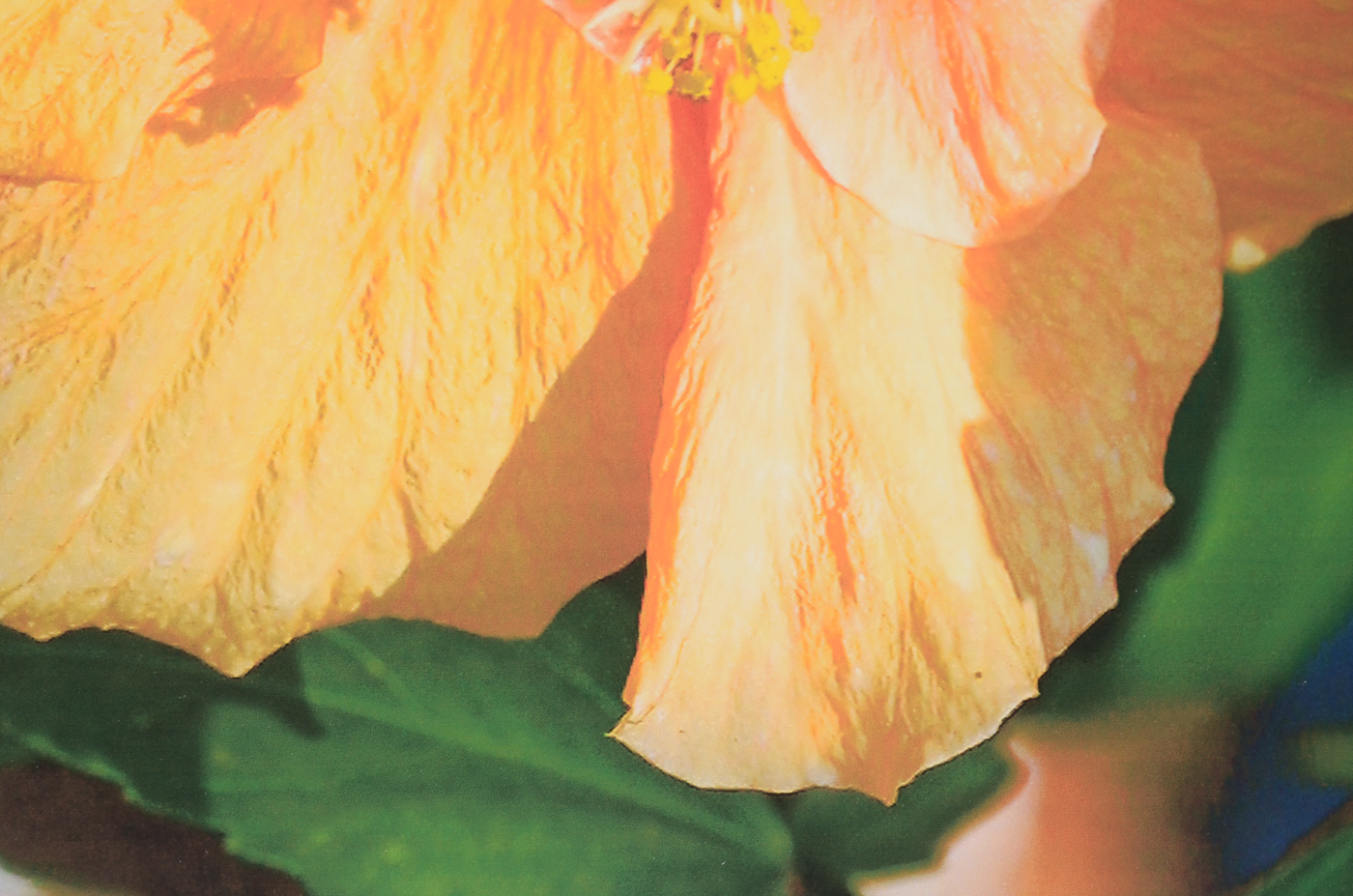 Three W.W. Miller Digital Photographic Prints of Flowers