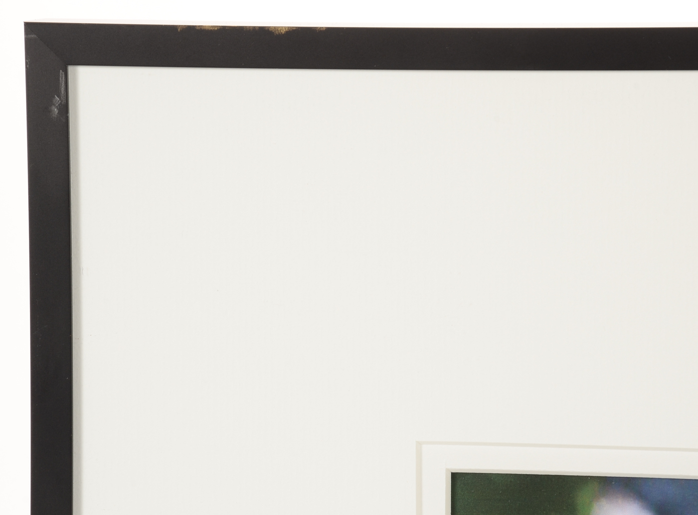 Three W.W. Miller Digital Photographic Prints of Flowers