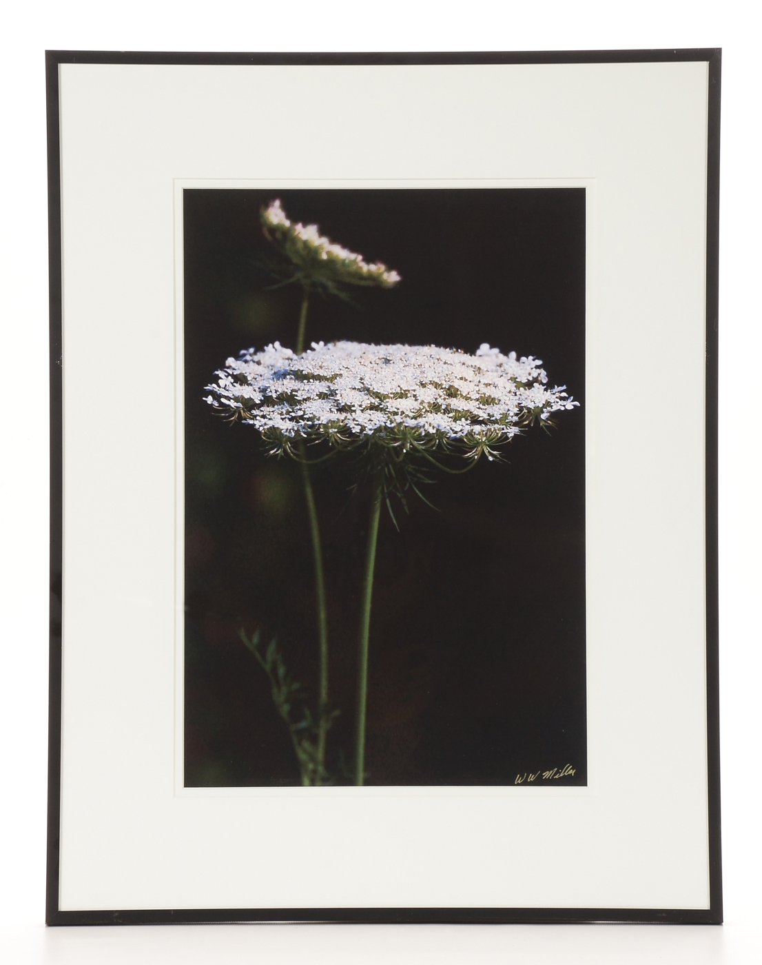 Three W.W. Miller Digital Photographic Prints of Flowers