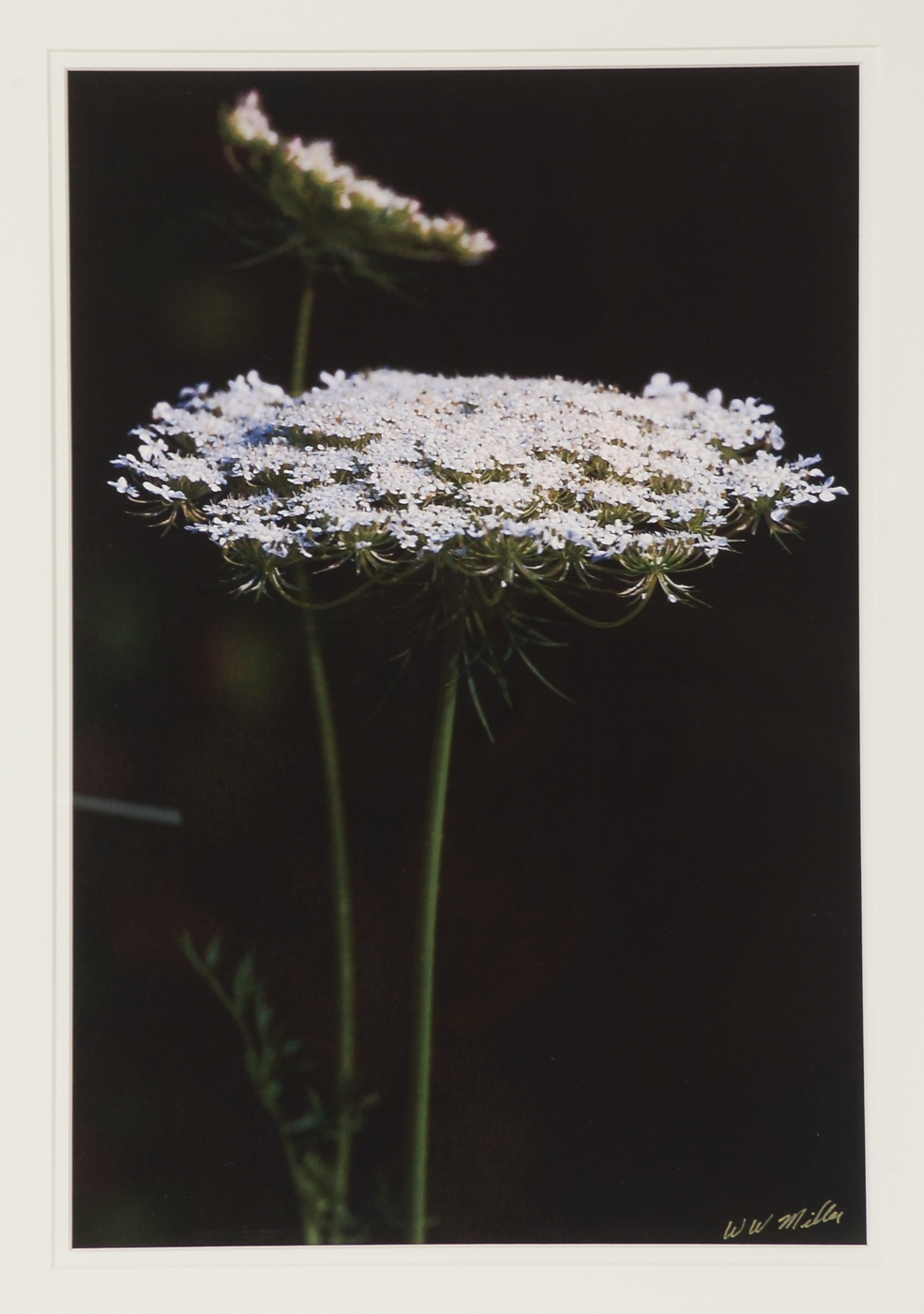 Three W.W. Miller Digital Photographic Prints of Flowers