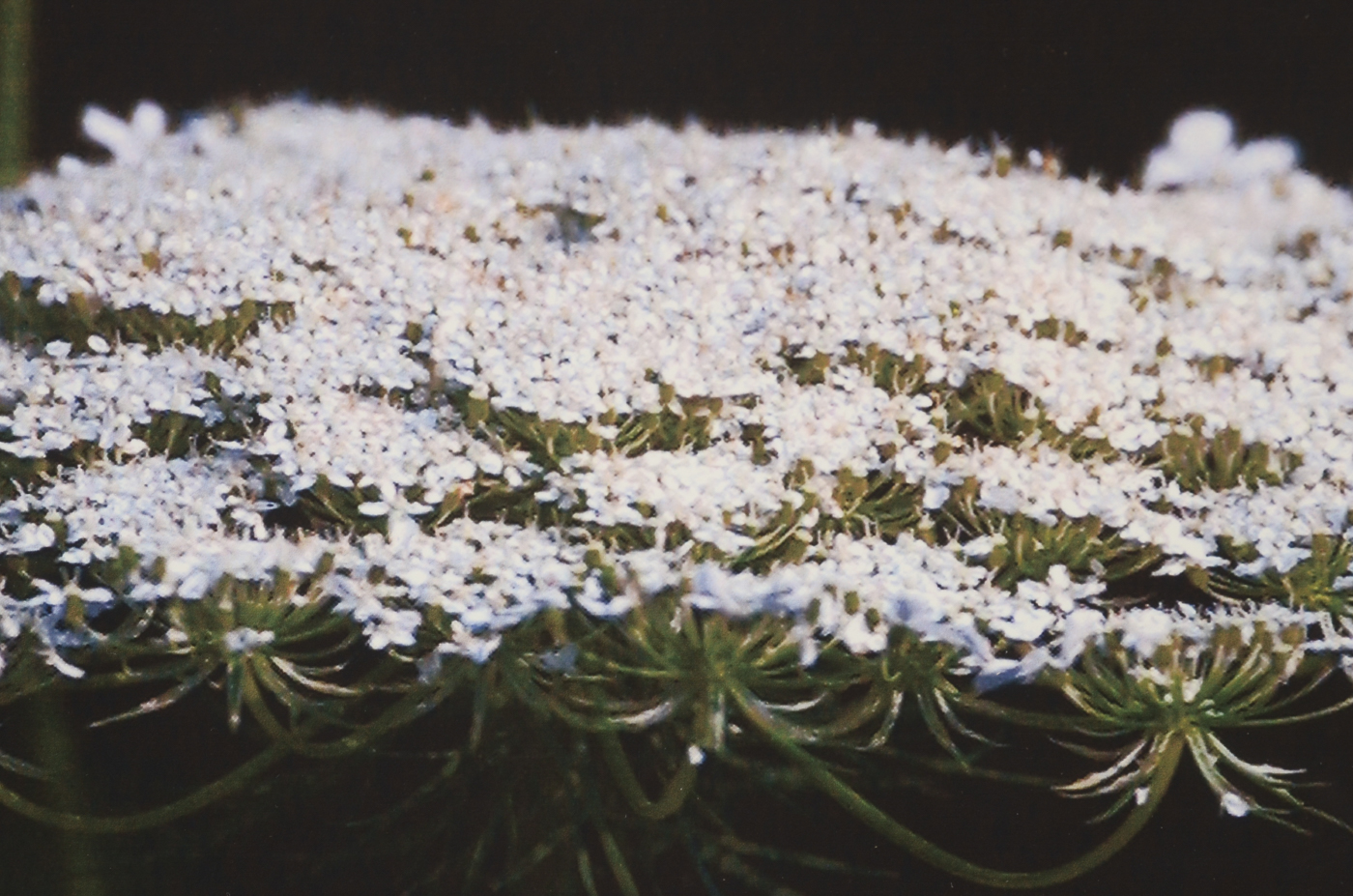 Three W.W. Miller Digital Photographic Prints of Flowers