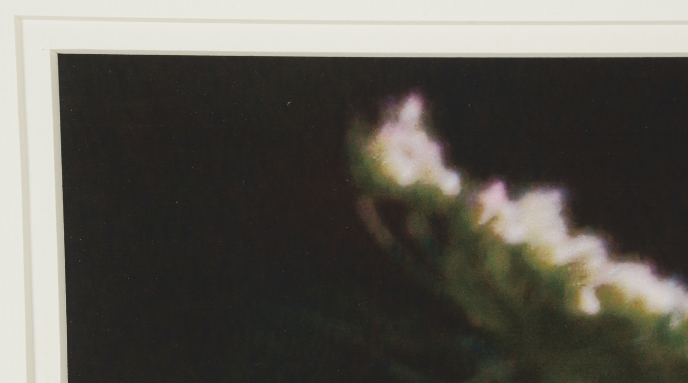 Three W.W. Miller Digital Photographic Prints of Flowers