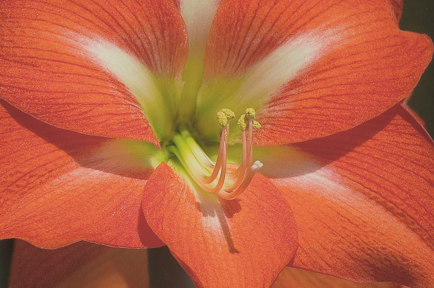 Three W.W. Miller Digital Photographic Prints of Flowers