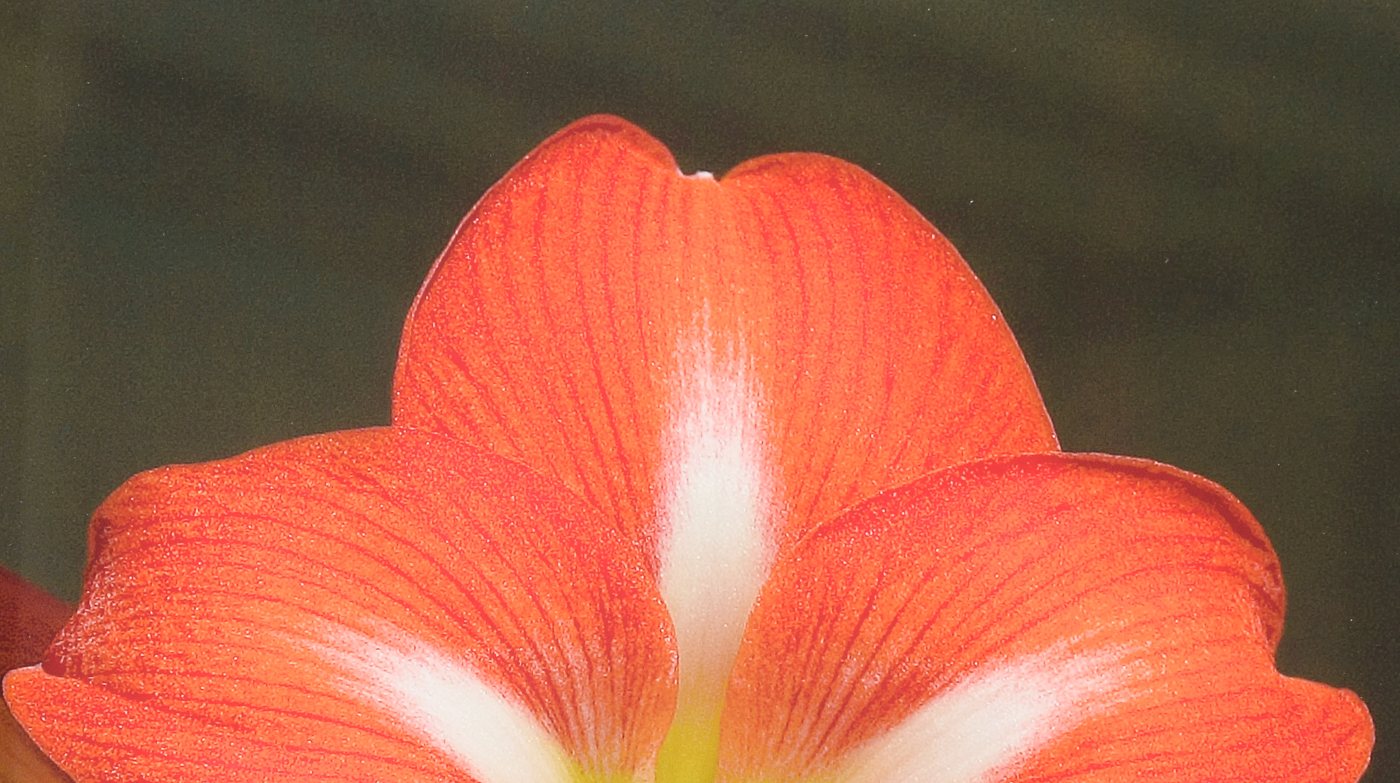 Three W.W. Miller Digital Photographic Prints of Flowers