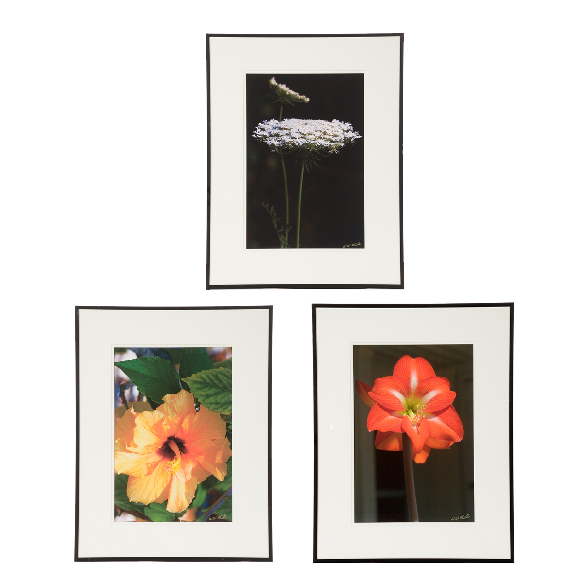 Three W.W. Miller Digital Photographic Prints of Flowers